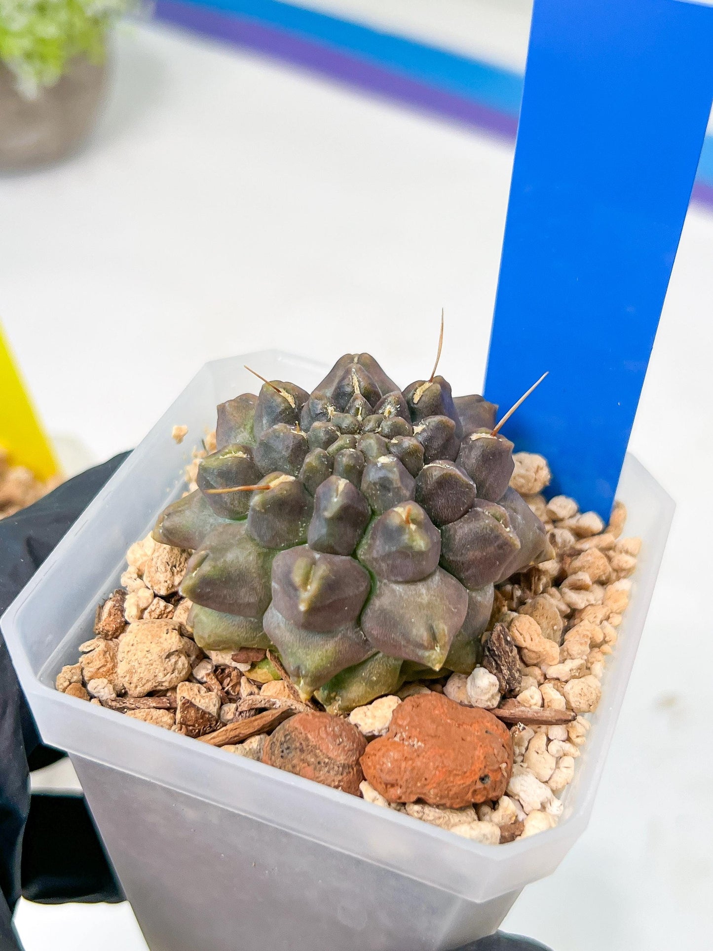 Gymnocalycium Montrose | Imported Cactus | Rare Succulent