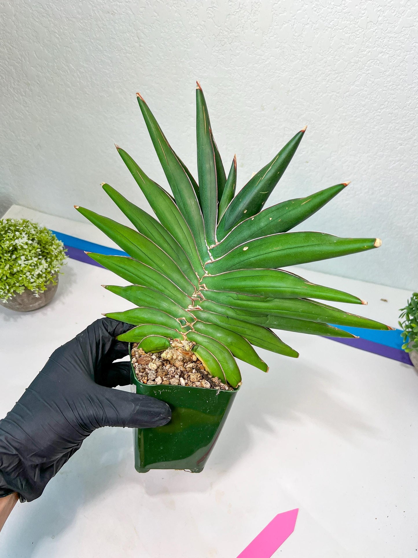 Sansevieria Sawasdee XXL | Choose Your Extraordinary Plant | (D4)(1~3)