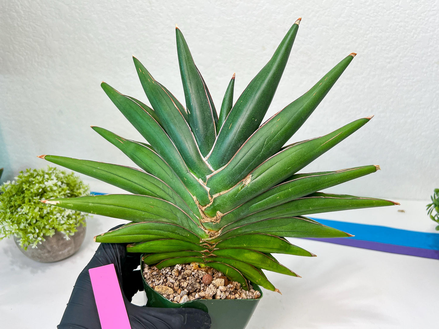 Sansevieria Sawasdee XXL | Choose Your Extraordinary Plant | (D4)(1~3)