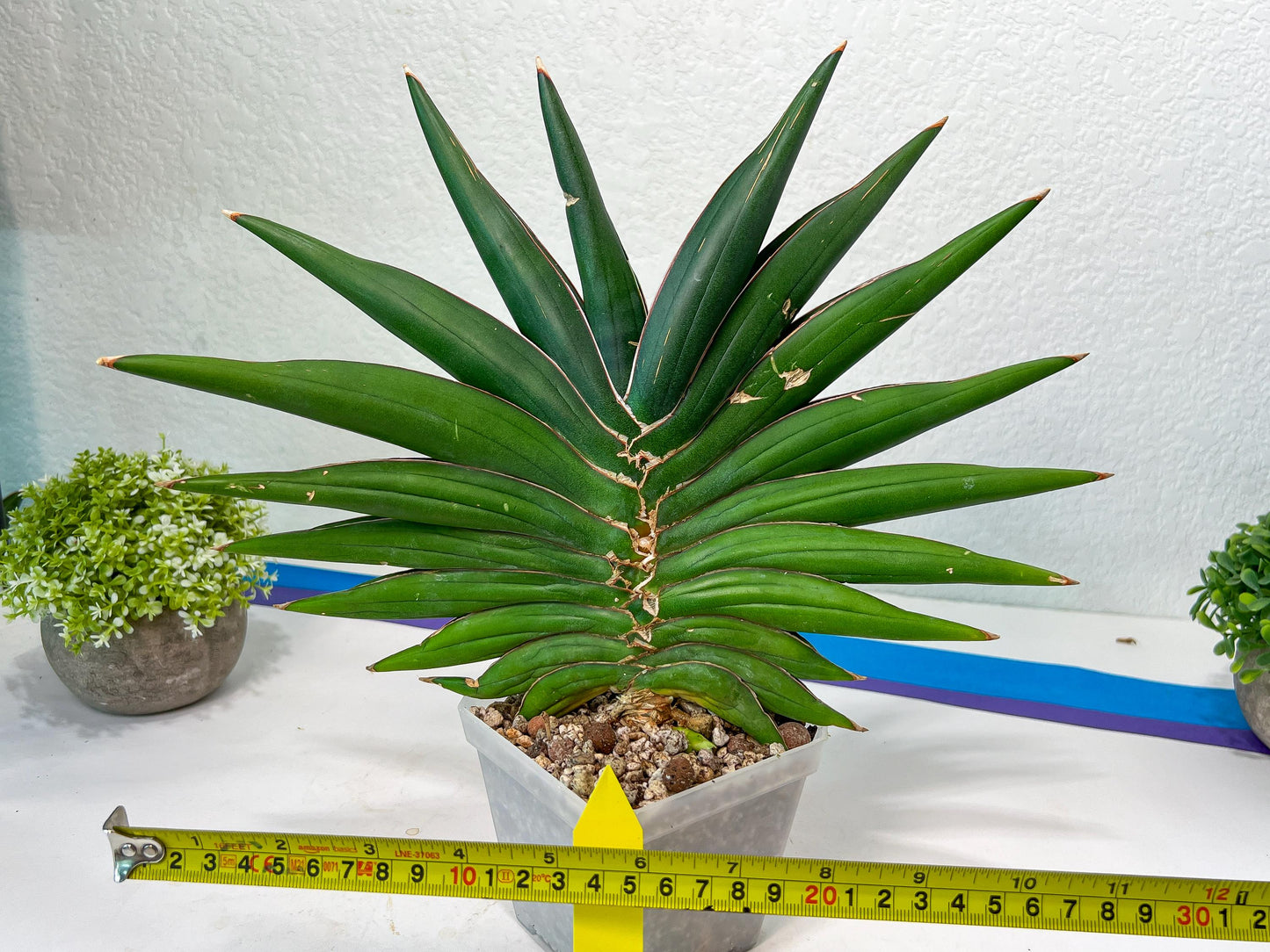 Sansevieria Sawasdee XXL | Choose Your Extraordinary Plant | (D4)(1~3)