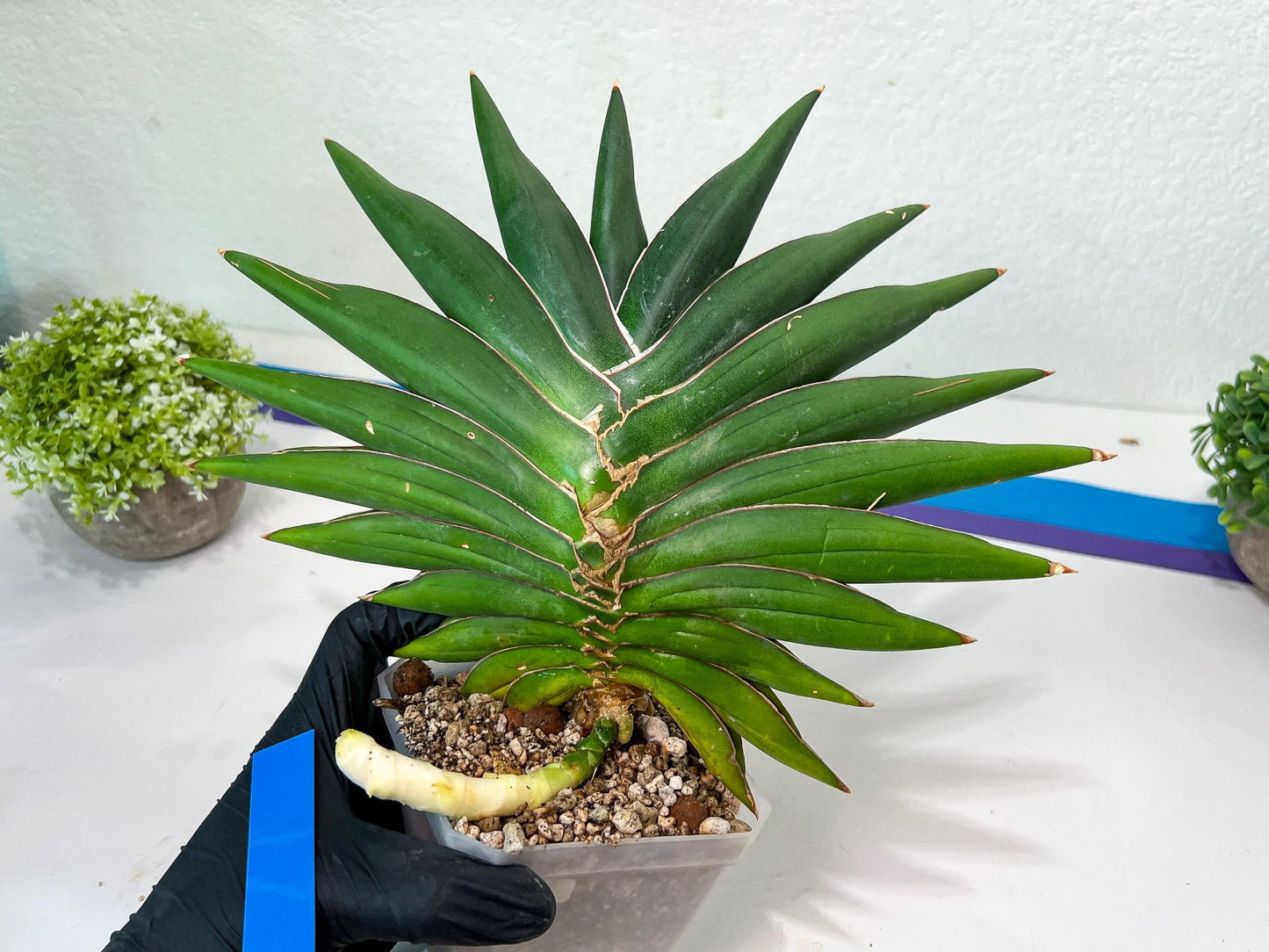 Sansevieria Sawasdee XXL | Choose Your Extraordinary Plant | (D4)(1~3)