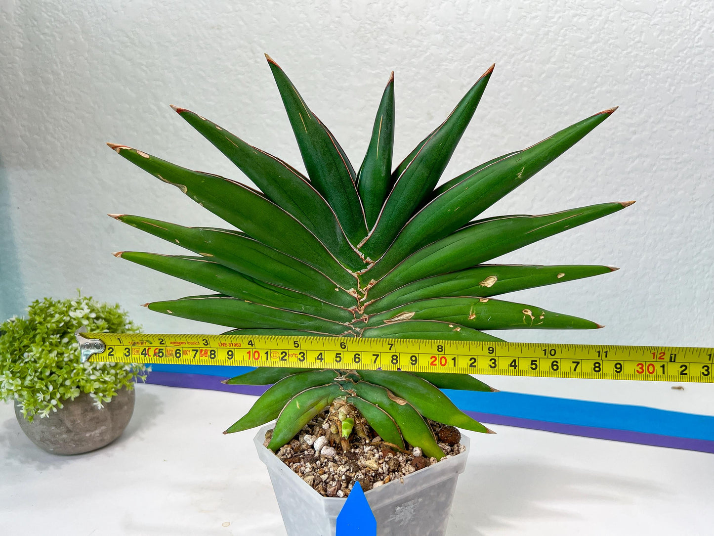 Sansevieria Sawasdee XXL | Choose Your Extraordinary Plant | (D4)(1~3)