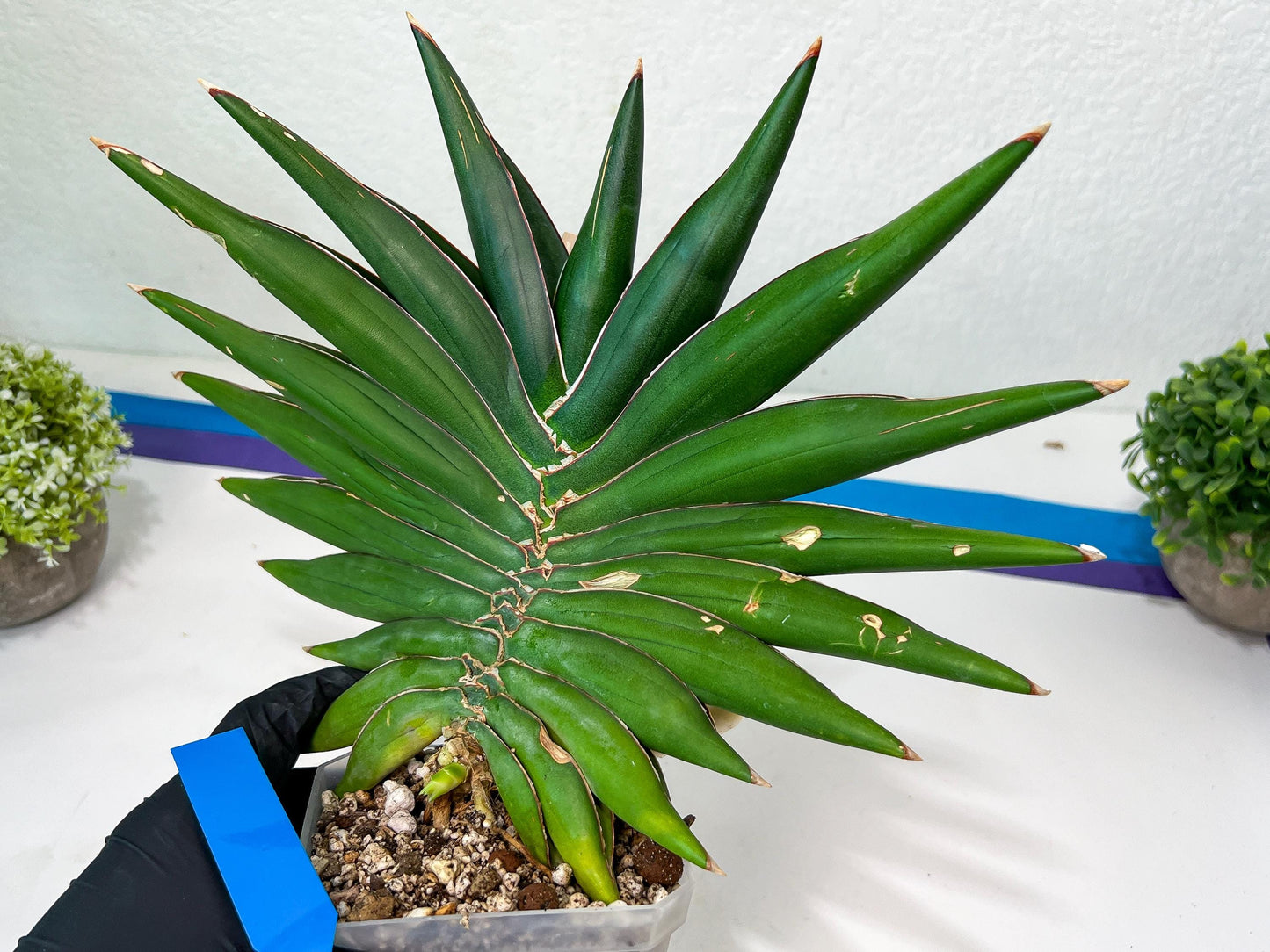 Sansevieria Sawasdee XXL | Choose Your Extraordinary Plant | (D4)(1~3)