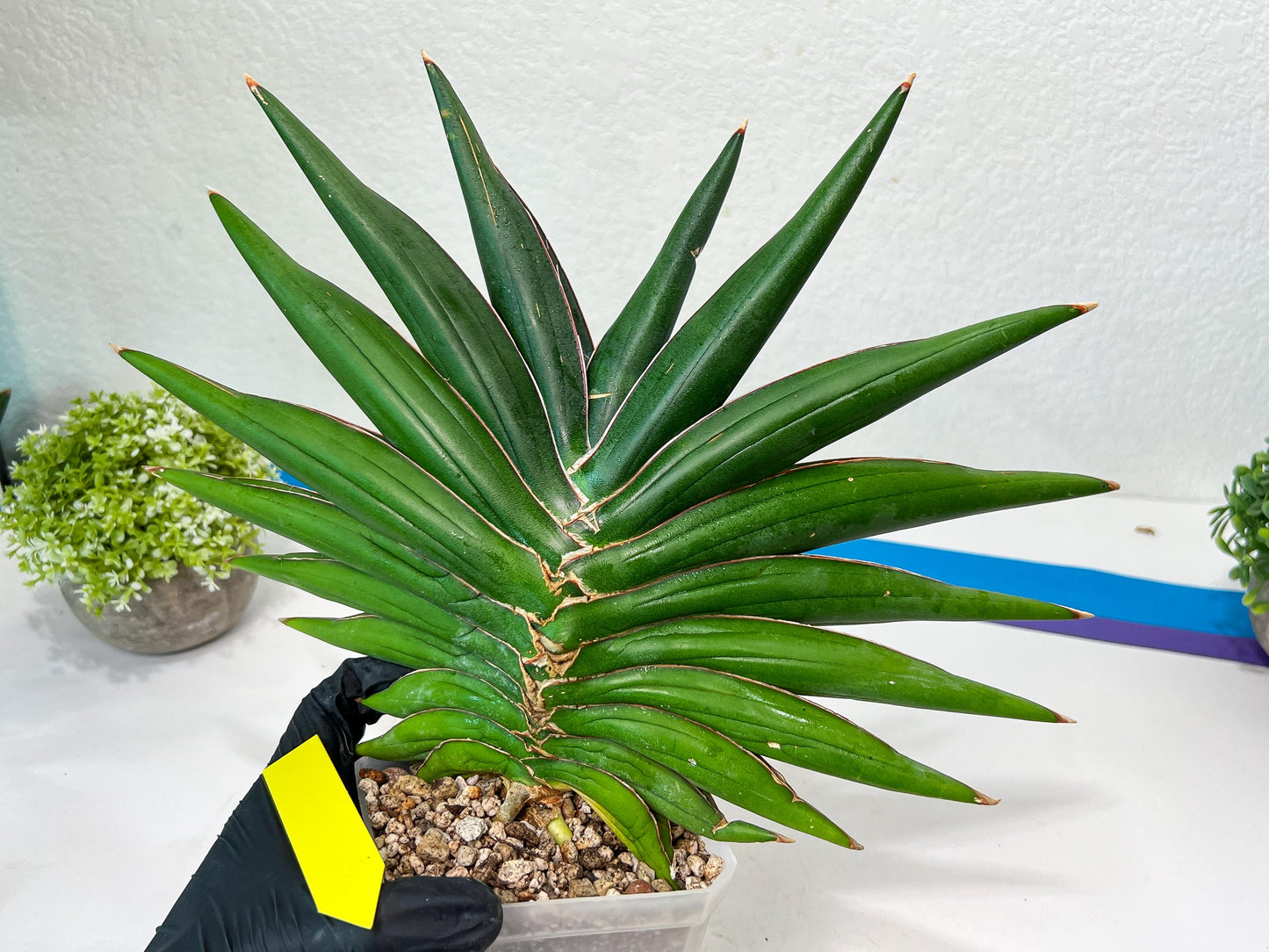 Sansevieria Sawasdee XXL | Choose Your Extraordinary Plant | (D4)(1~3)