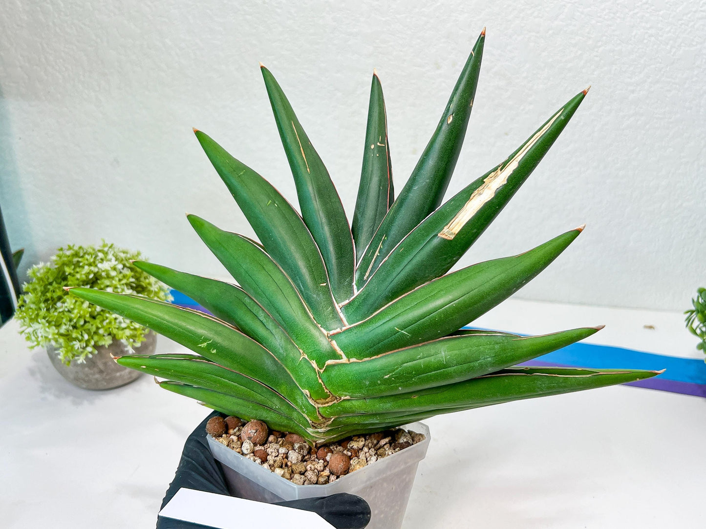 Sansevieria Sawasdee XXL | Choose your own Plants | (D4)
