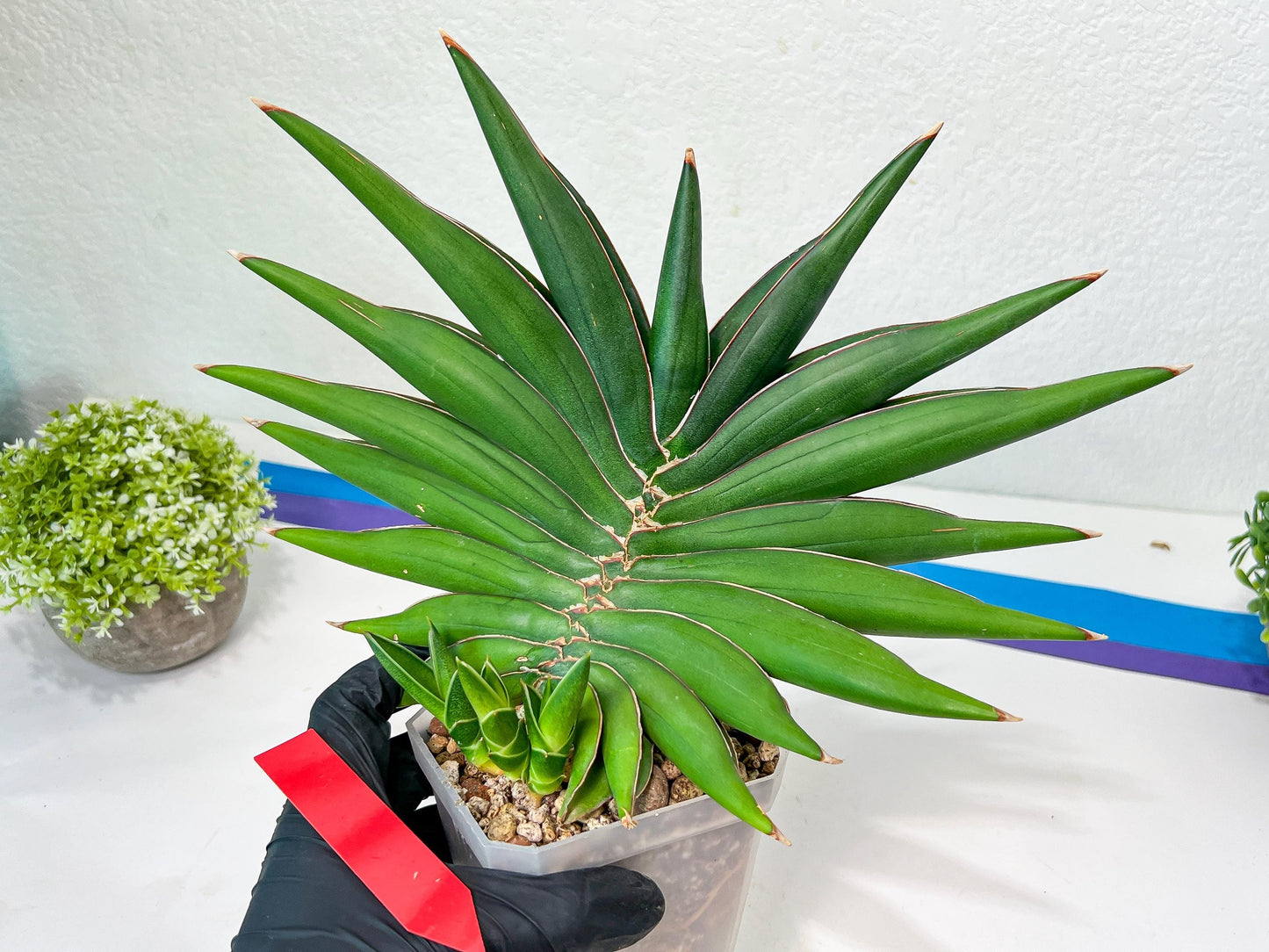 Sansevieria Sawasdee XXL | Choose your own Plants | (D4)