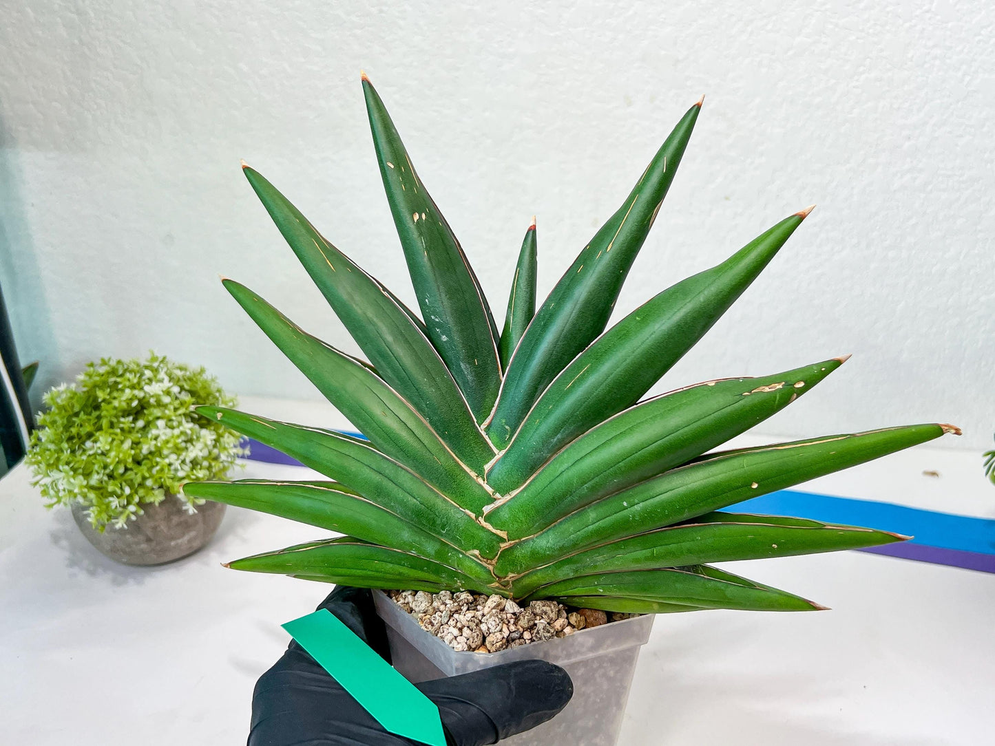 Sansevieria Sawasdee XXL | Choose your own Plants | (D4)