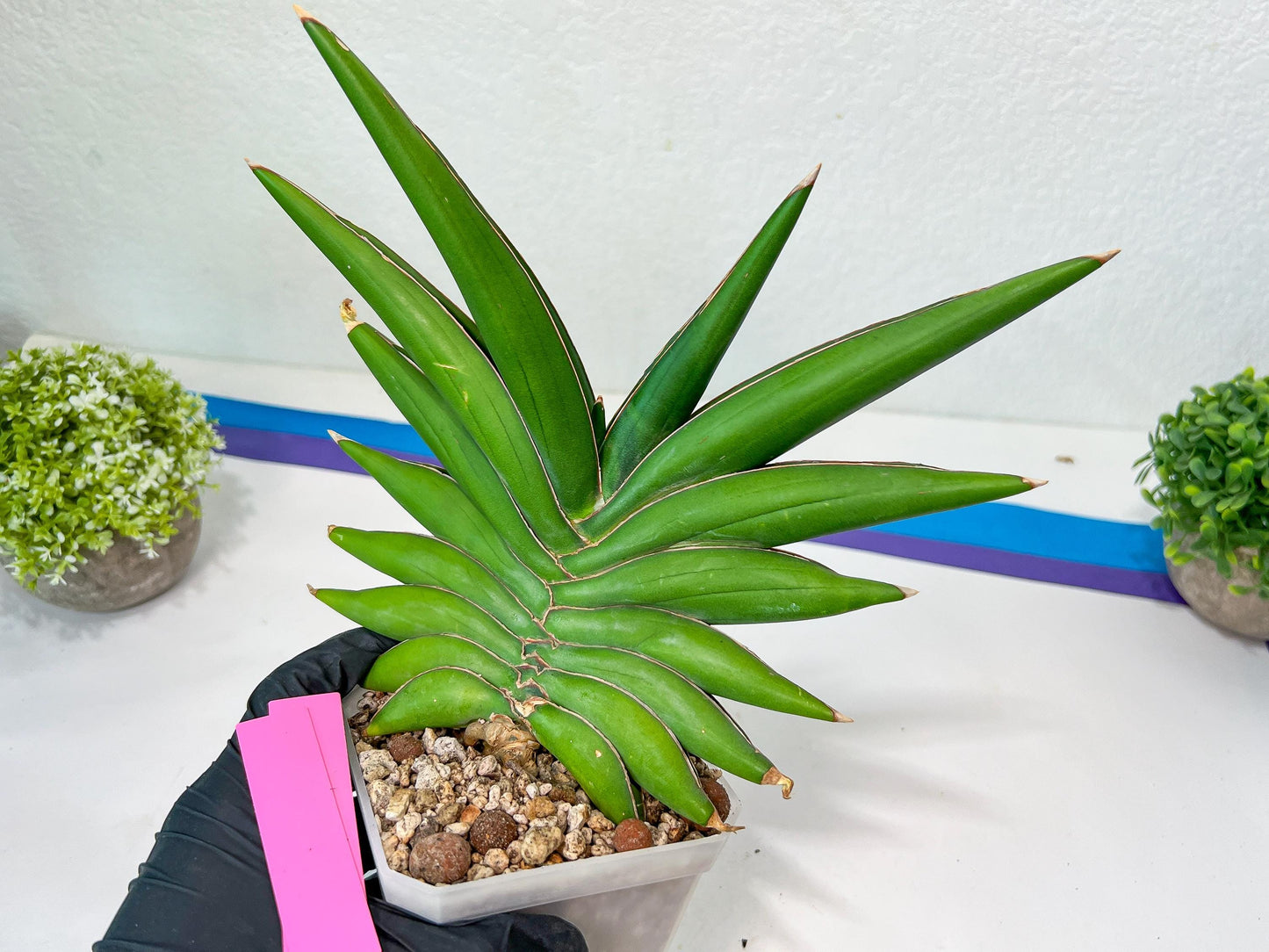 Sansevieria Sawasdee XXL | Choose your own Plants | (D4)