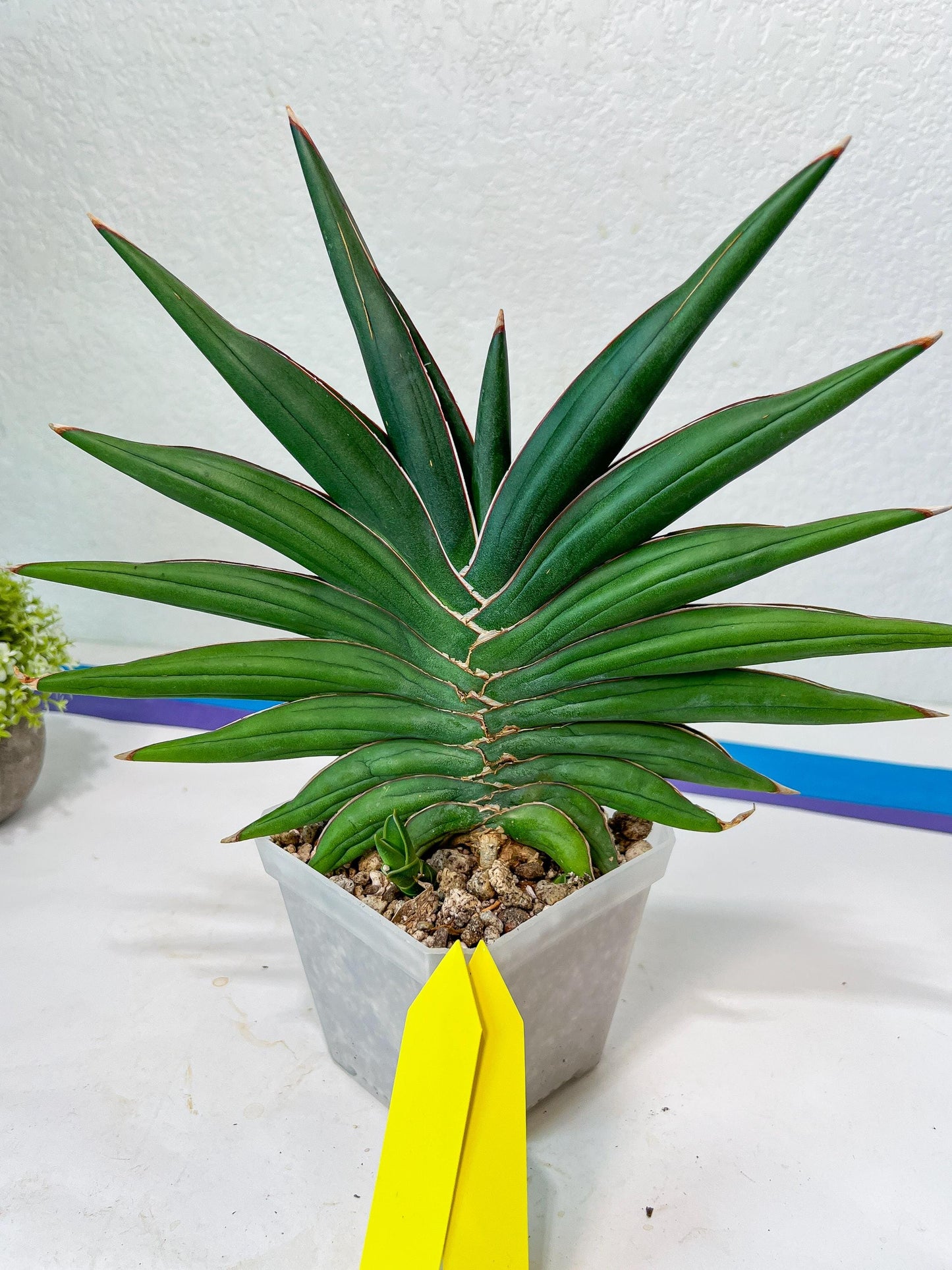 Sansevieria Sawasdee XXL | Choose your own Plants | (D4)
