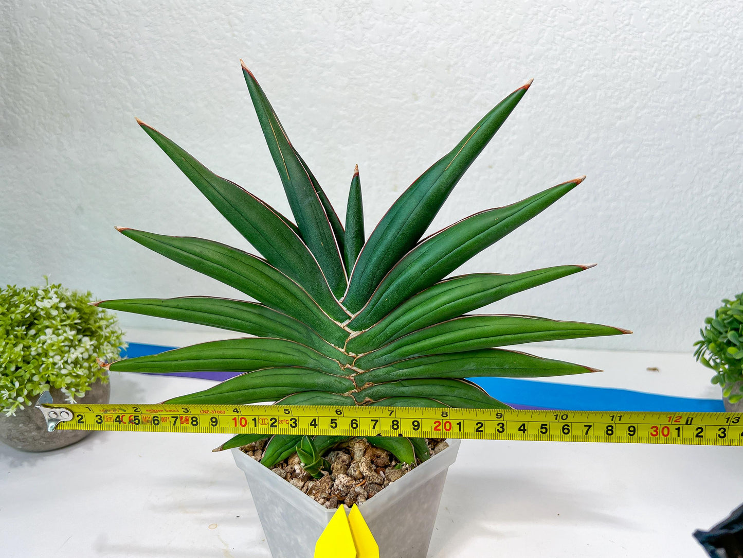 Sansevieria Sawasdee XXL | Choose your own Plants | (D4)