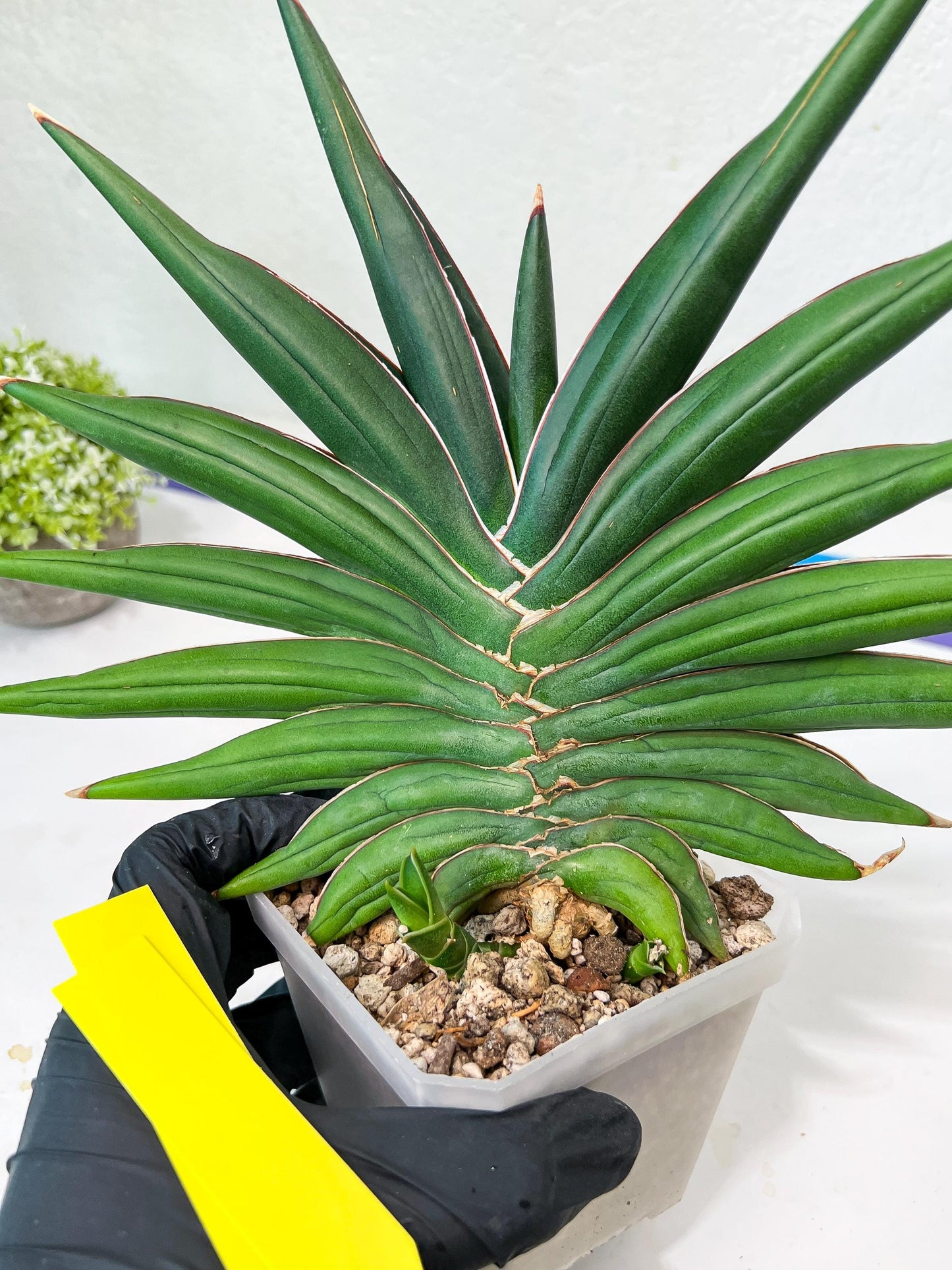 Sansevieria Sawasdee XXL | Choose your own Plants | (D4)