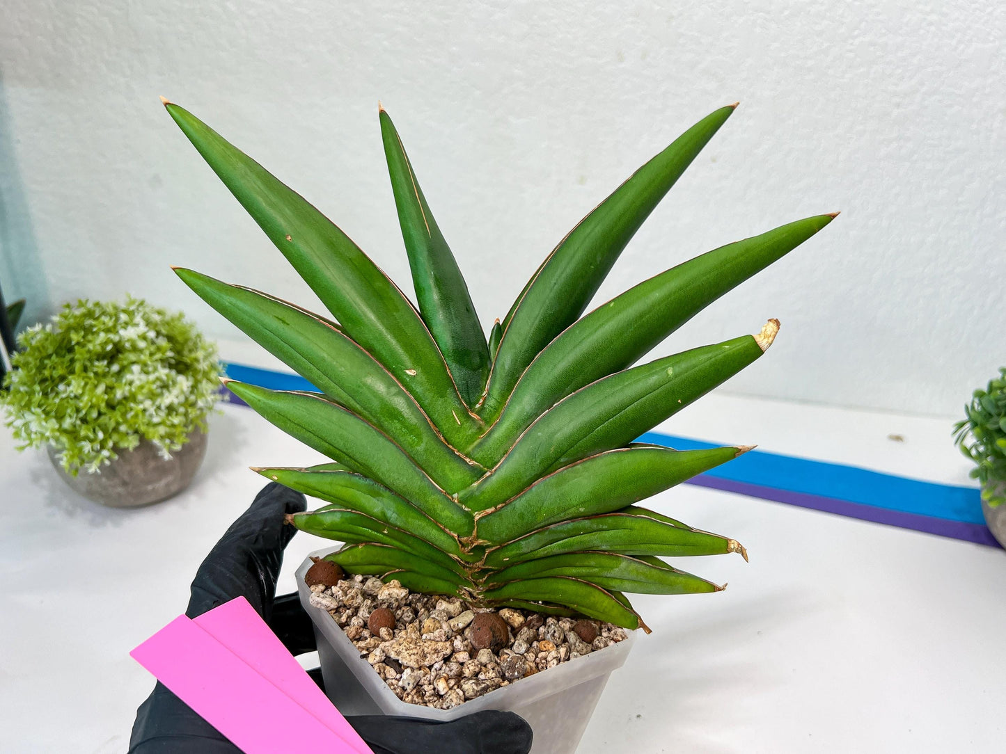 Sansevieria Sawasdee XXL | Choose your own Plants | (D4)