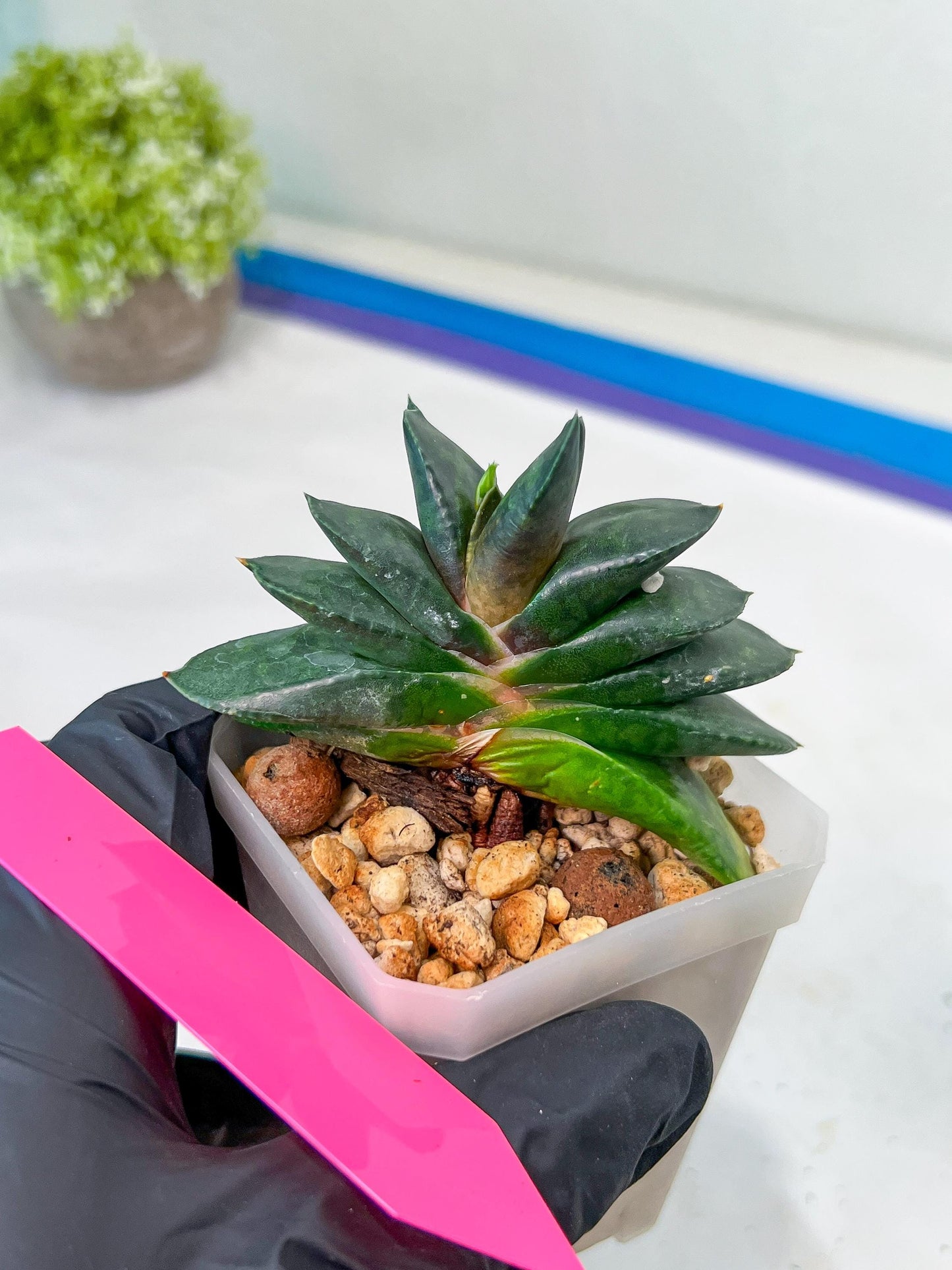 Gasteria Armstrongii | Imported Succulent | rare species