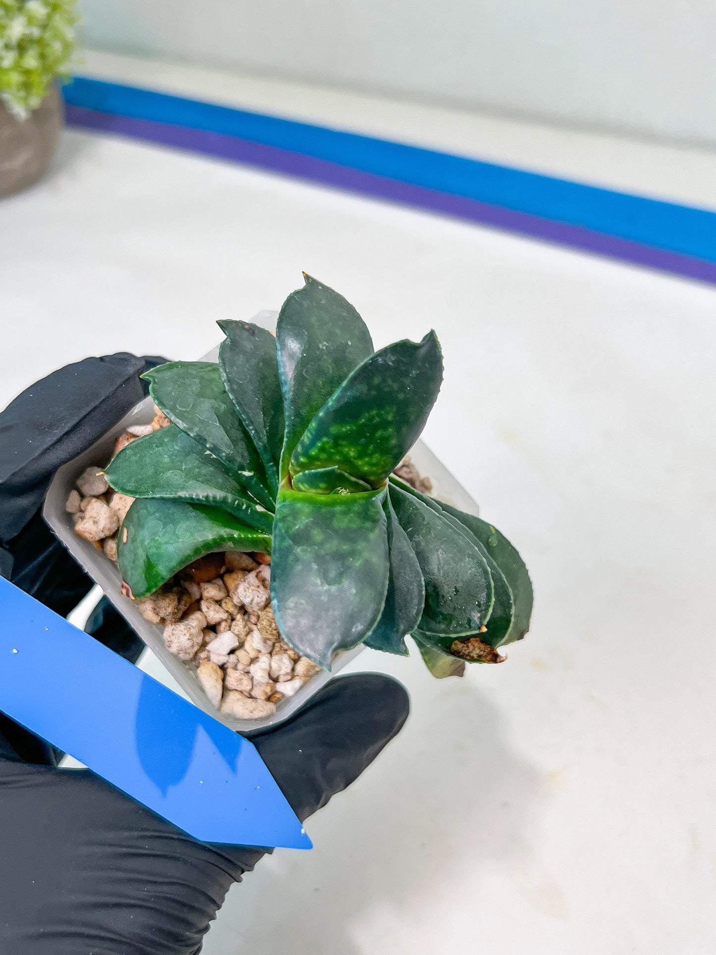 Gasteria Armstrongii | Imported Succulent | rare species