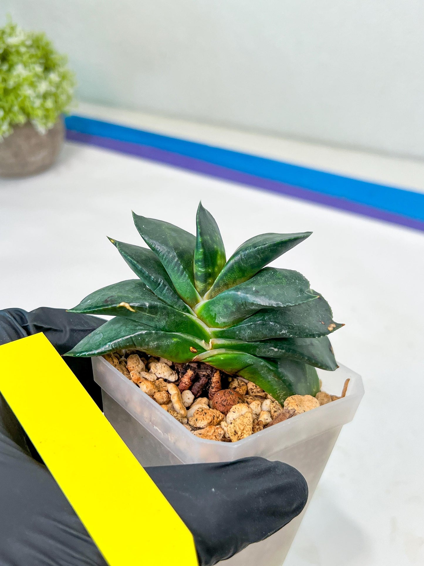 Gasteria Armstrongii | Imported Succulent | rare species