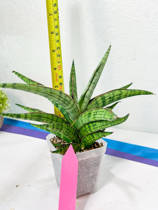Sansevieria Nonlawee XL (#C8) | Rare Imported Snake Plant