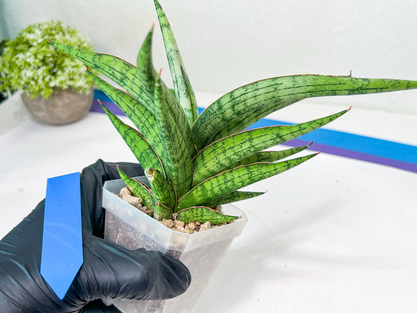 Sansevieria Nonlawee XL (#C8) | Rare Imported Snake Plant