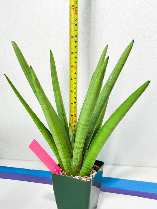 Sansevieria Stardust XL (C1) | Imported Plants | Rare Hybrid Species