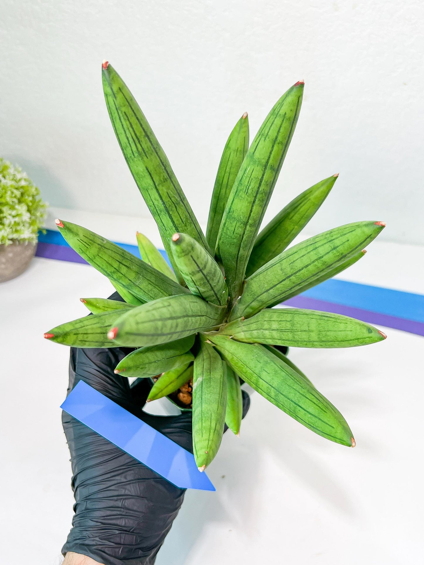 Sansevieria Mr. Hook XXL (C1) | Rare Imported Plants | Hybrid Species