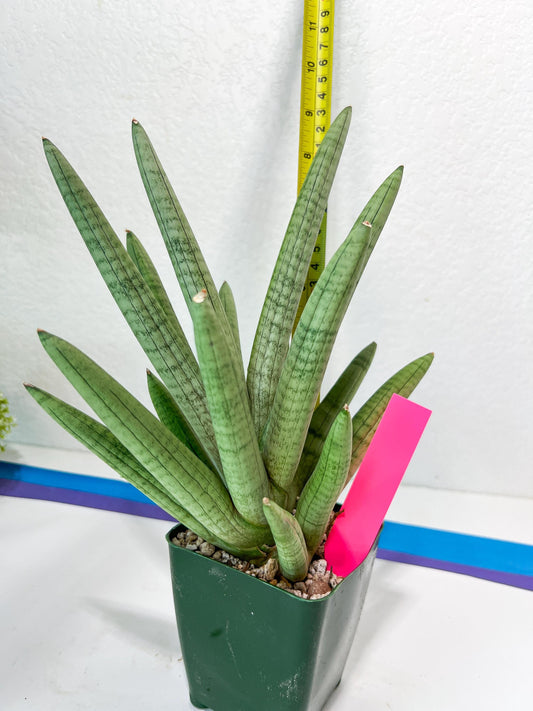 Sansevieria Snow Boy XXL (C1) | Imported Plants | Rare Hybrid Species