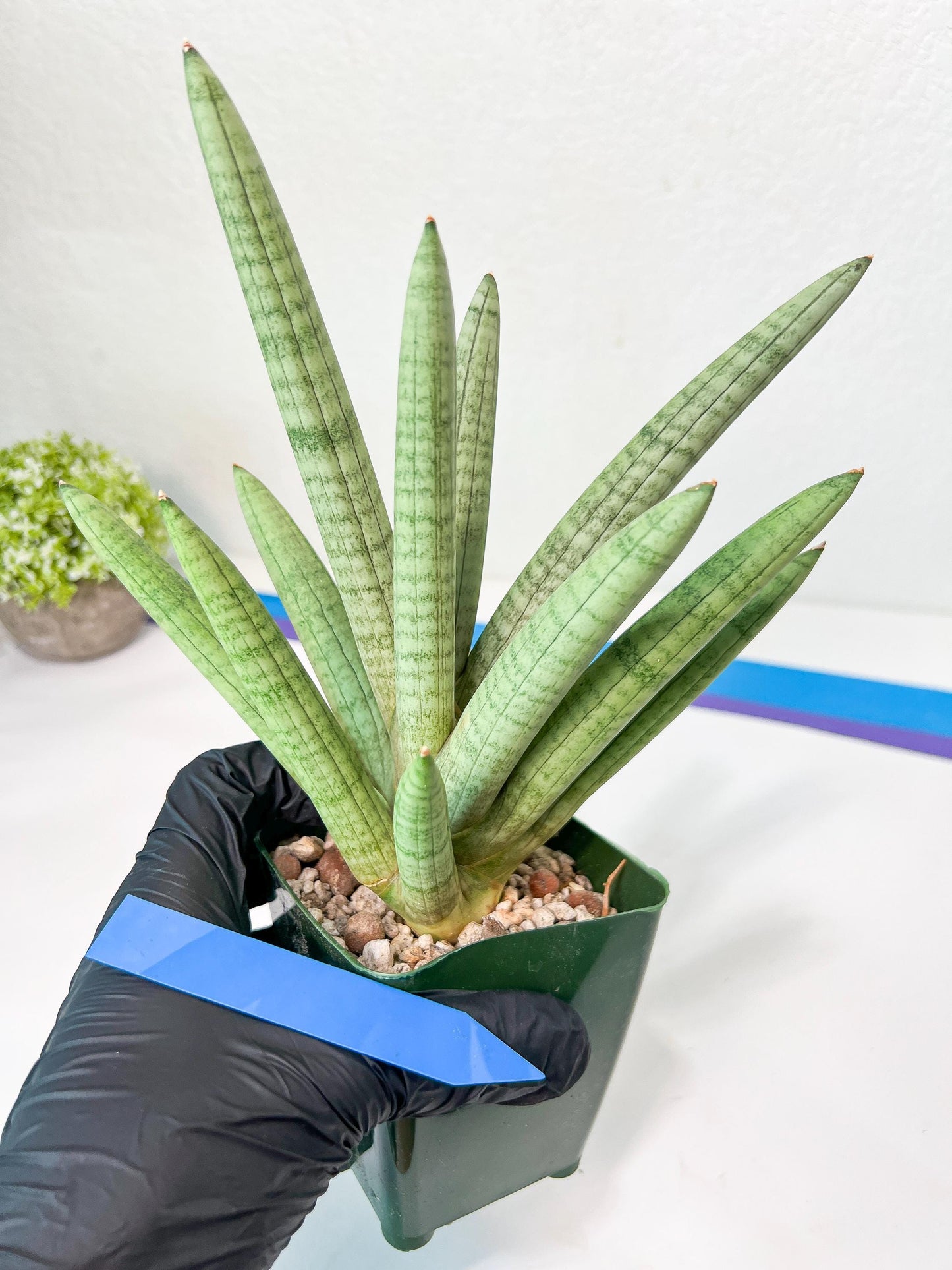 Sansevieria Snow Boy XXL (C1) | Imported Plants | Rare Hybrid Species