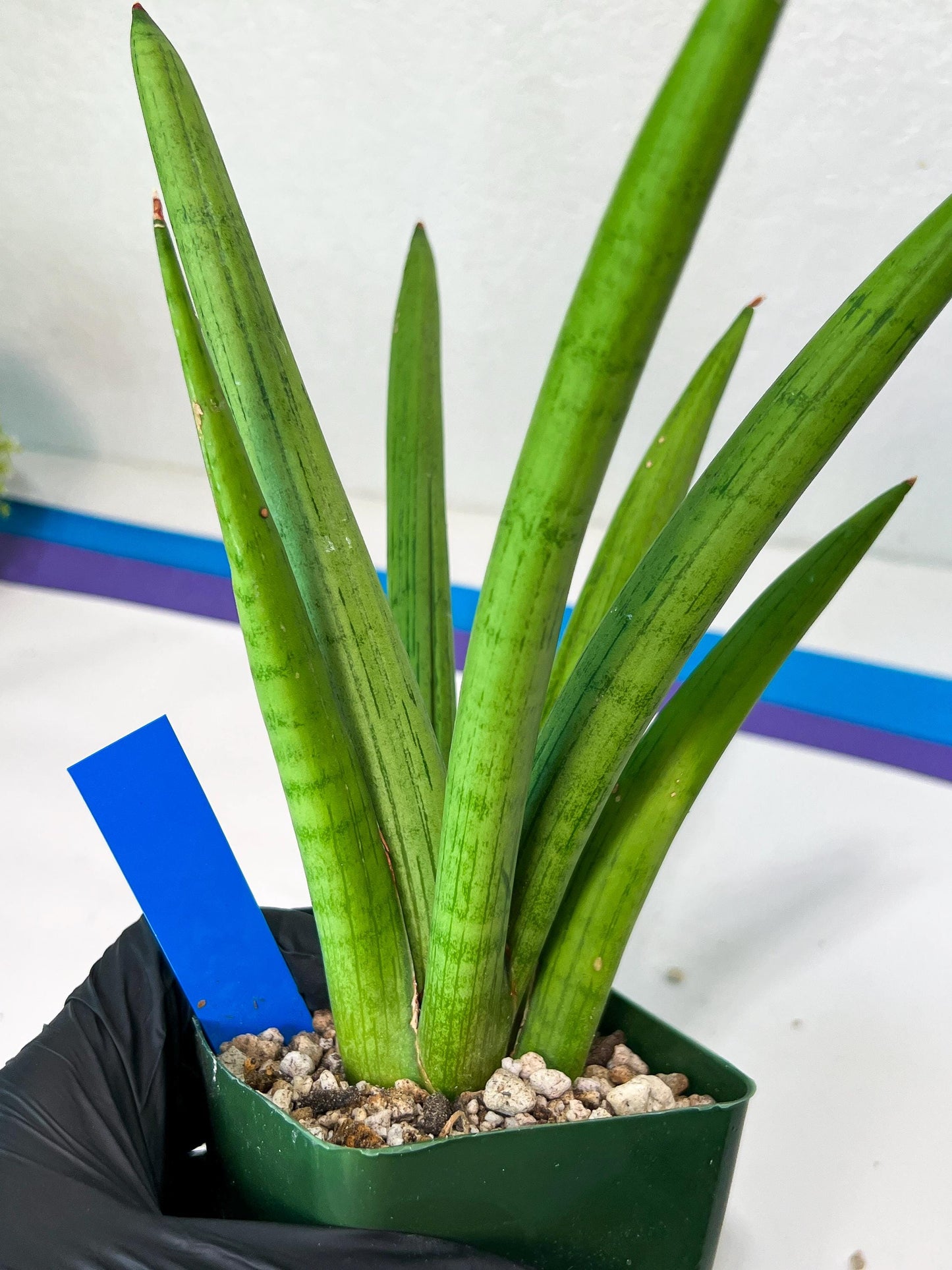 Sansevieria Stardust XL (C1) | Imported Plants | Rare Hybrid Species