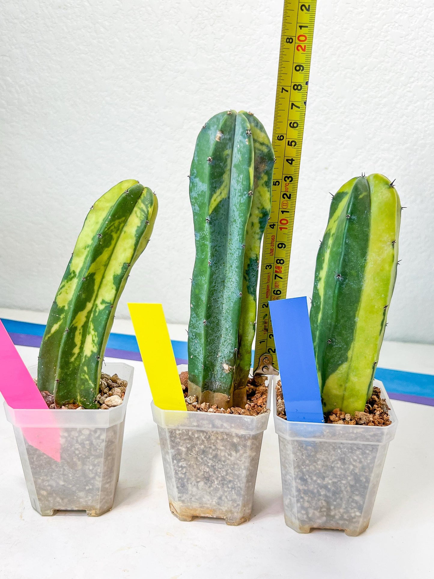 Myrtillocactus Geometrizans f. Variegatus Hort
