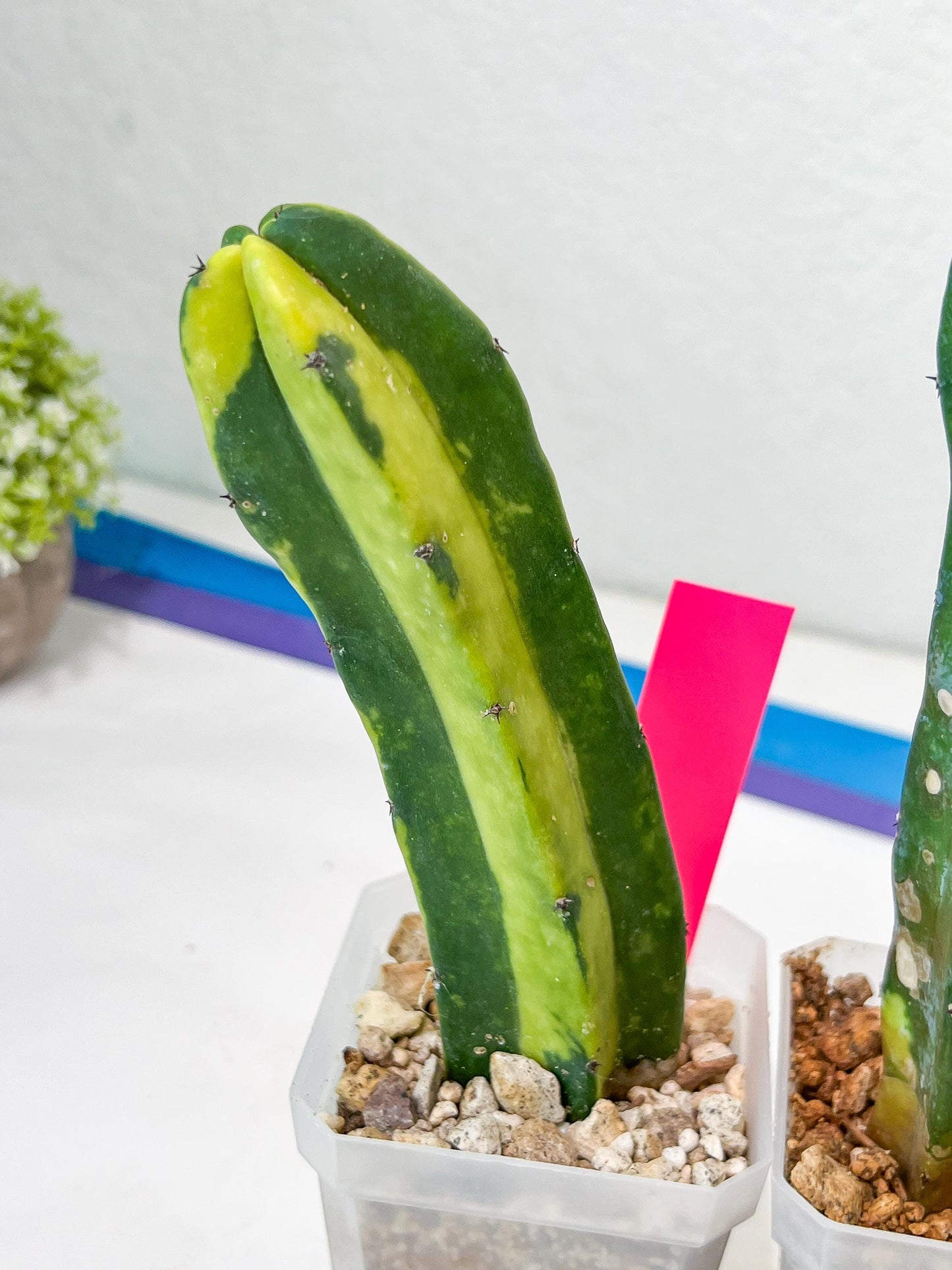 Myrtillocactus Geometrizans f. Variegatus Hort