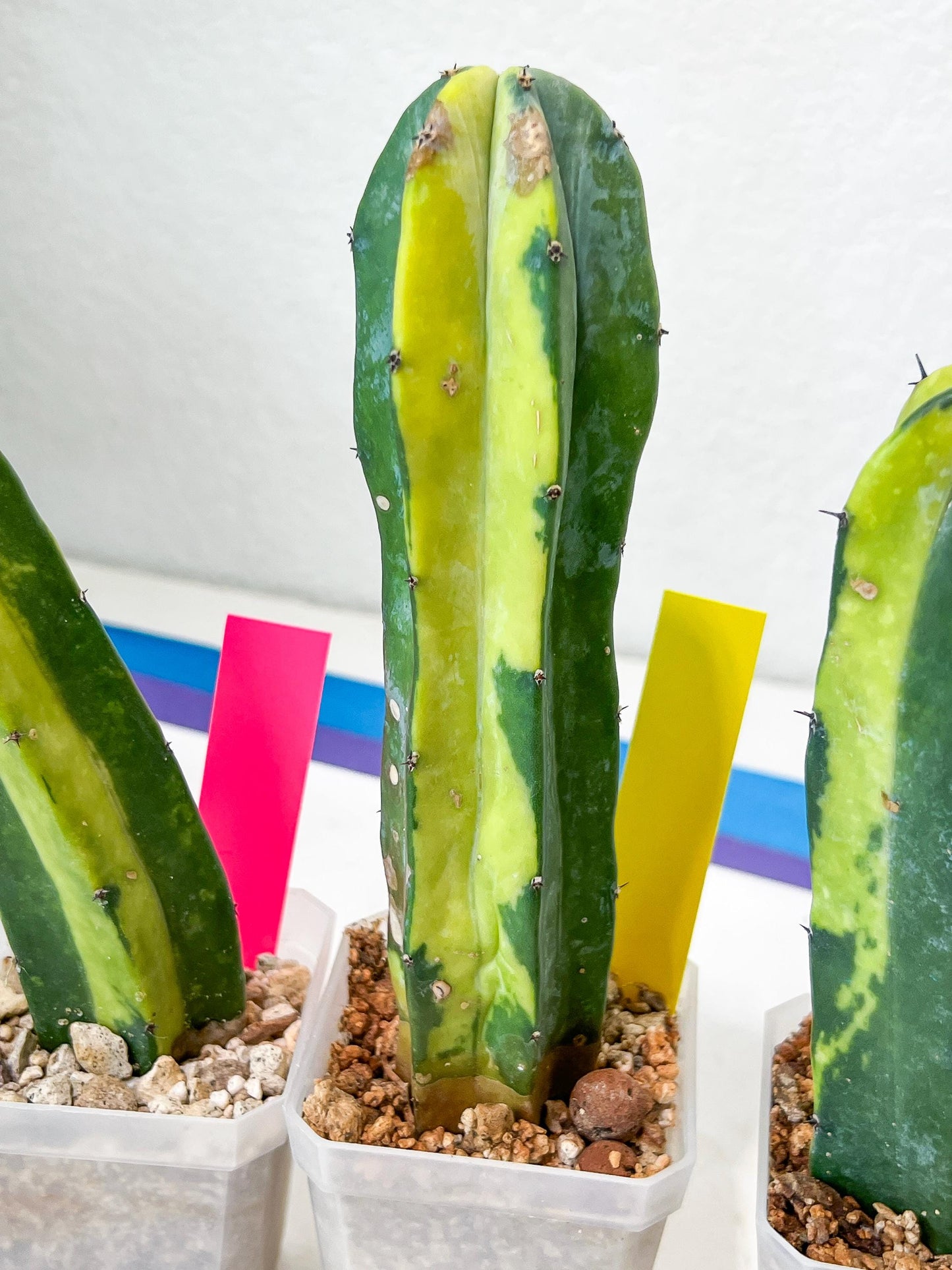 Myrtillocactus Geometrizans f. Variegatus Hort