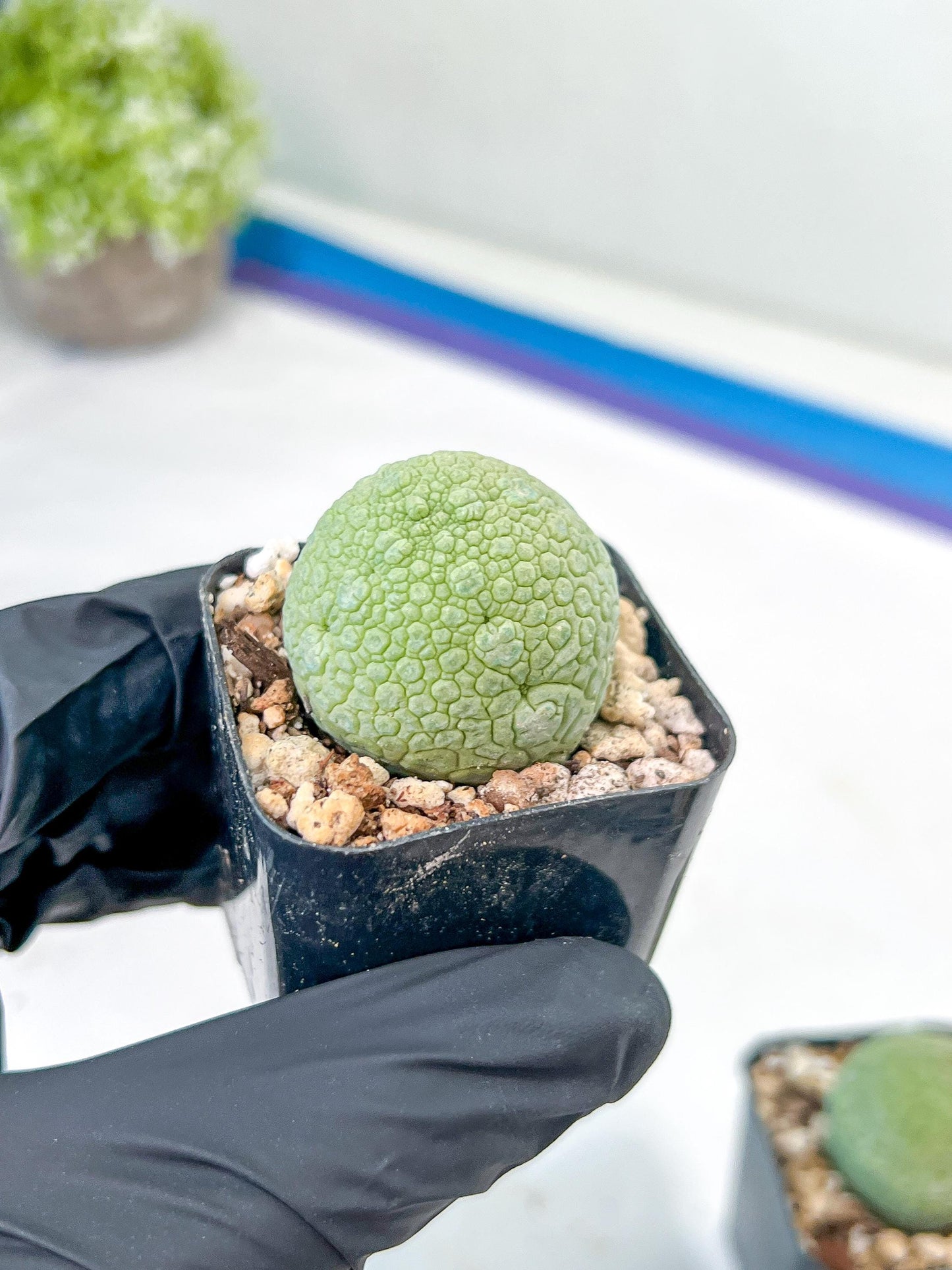 Migiurtinus Balls | Imported Cactus | Rare Succulent