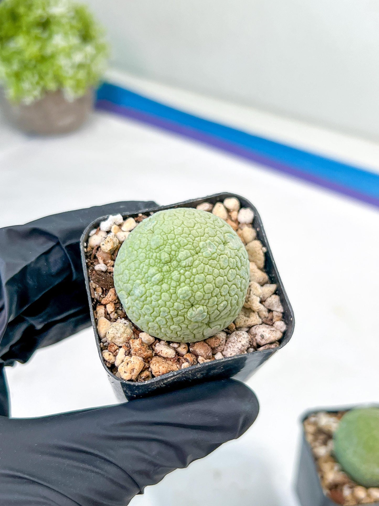 Migiurtinus Balls | Imported Cactus | Rare Succulent