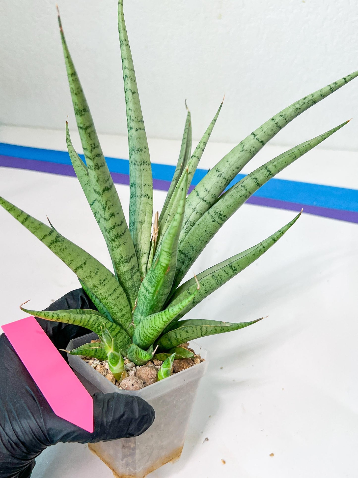 Sansevieria Dife blue (#AC63) | New Imported Hybrids