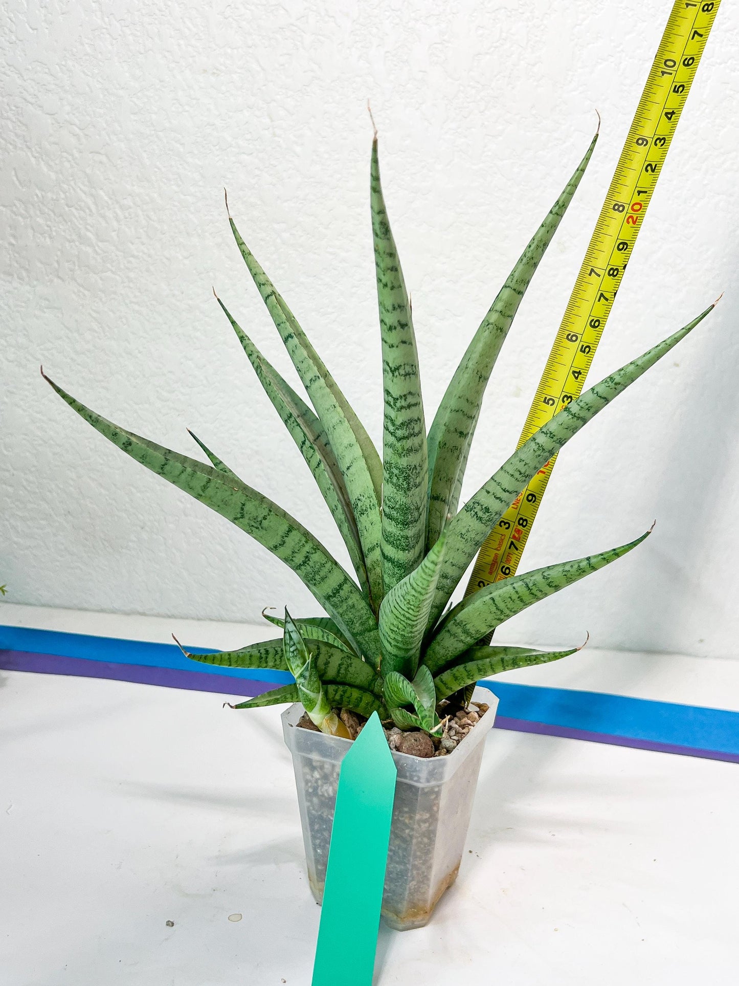Sansevieria Dife blue (#AC63) | New Imported Hybrids