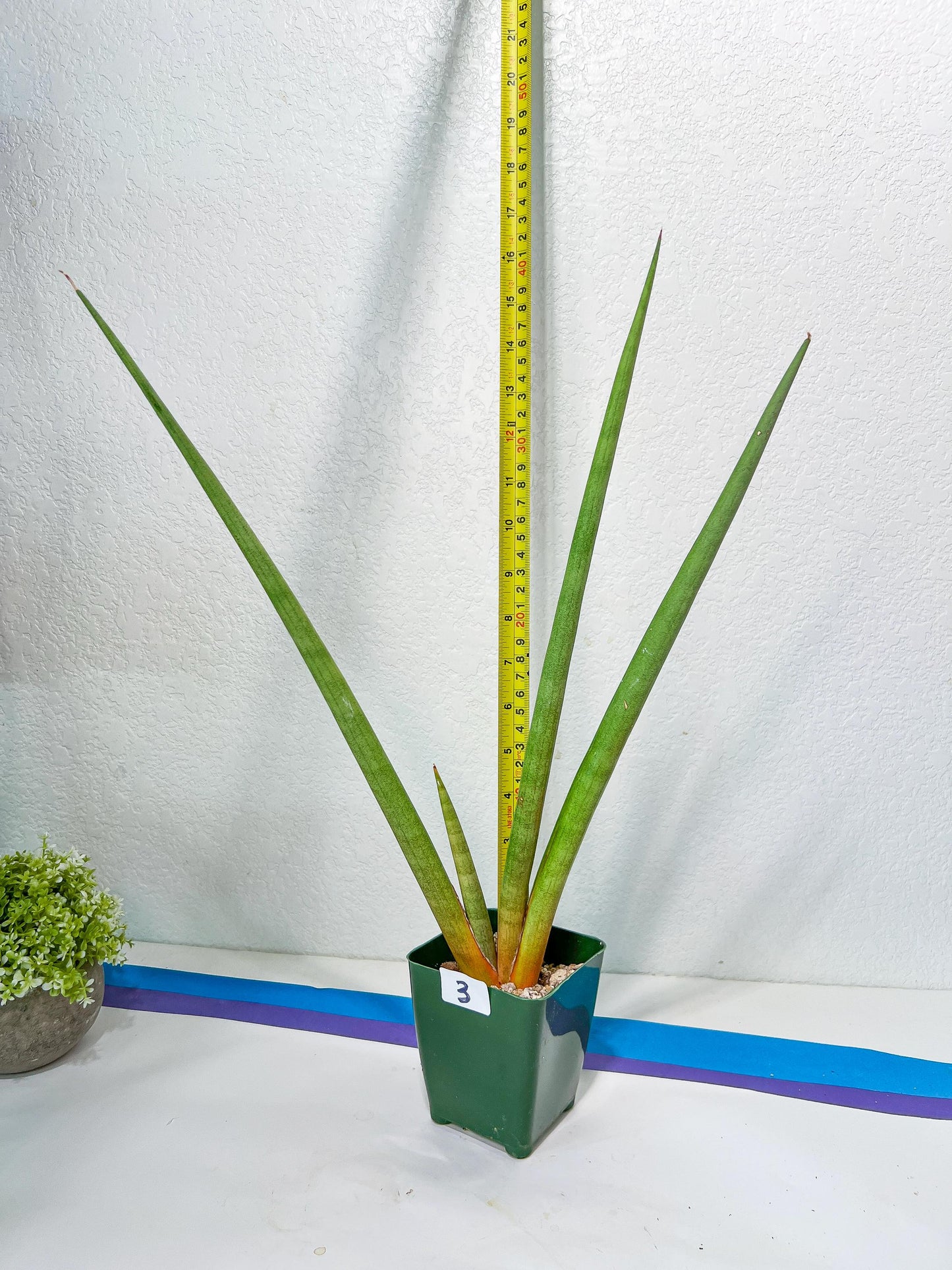 Sanseviera Flamingo XL (D1) | Imported Hybrids
