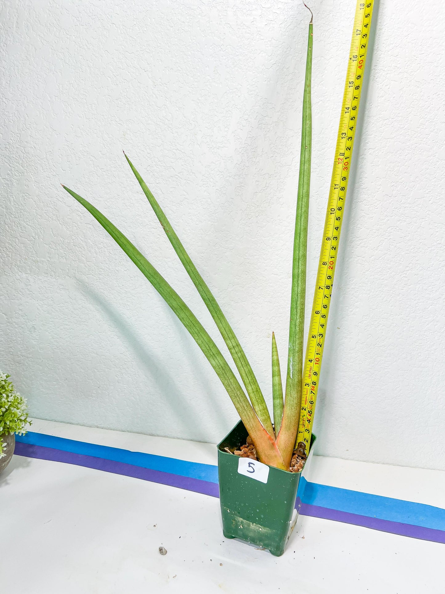 Sanseviera Flamingo XL (D1) | Imported Hybrids