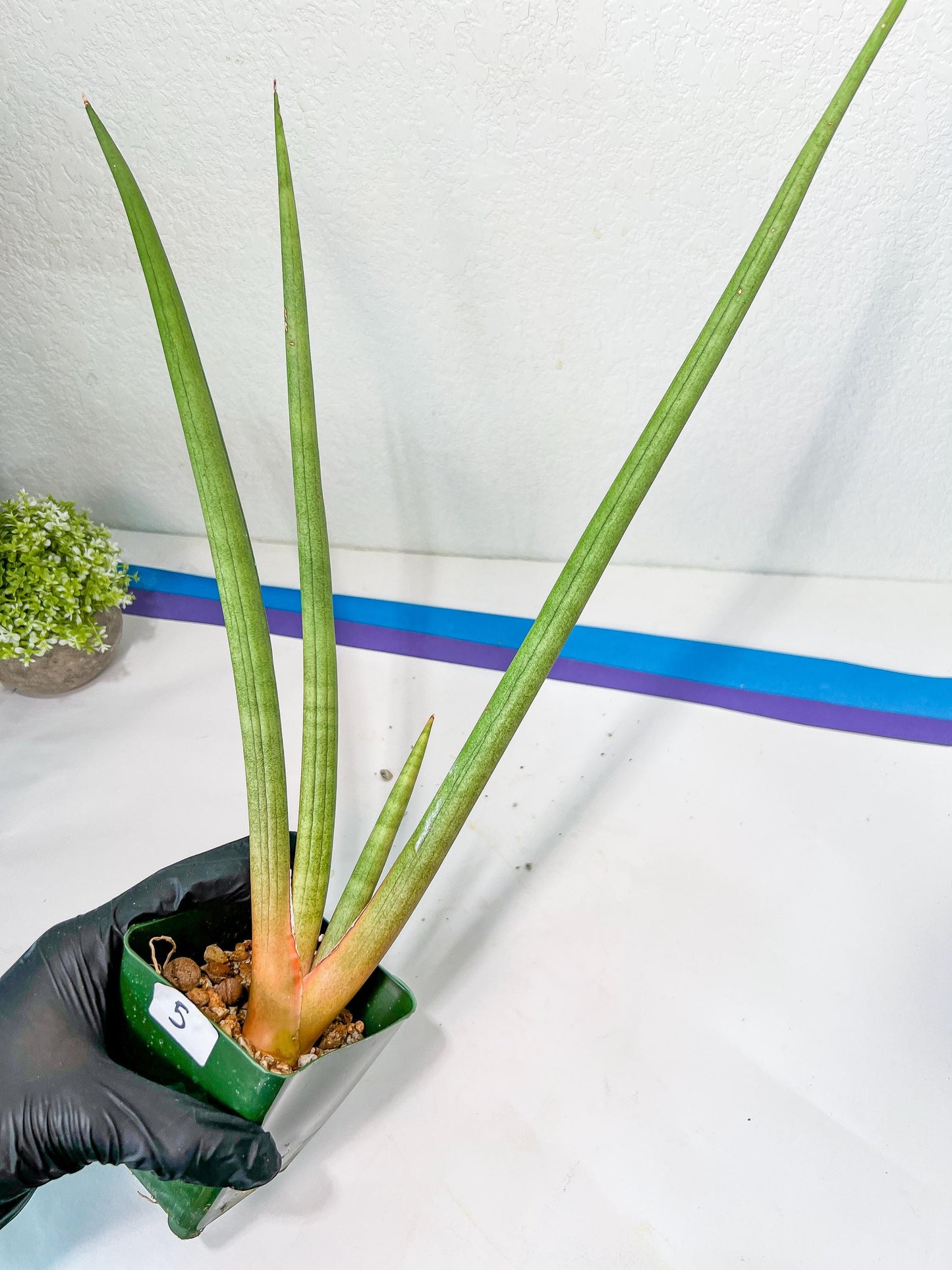Sanseviera Flamingo XL (D1) | Imported Hybrids