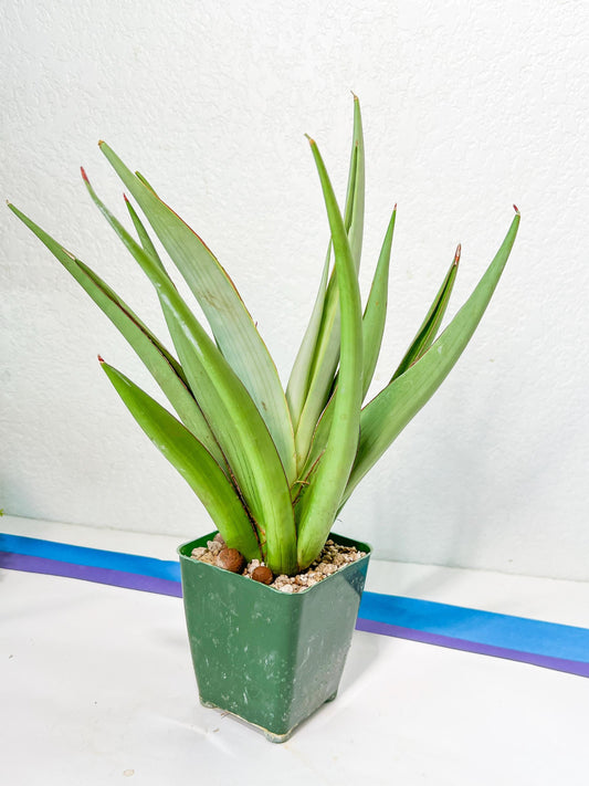 Sansevieria Chao Praya XL (#D1) | Imported Plants | Rare Hybrid Species