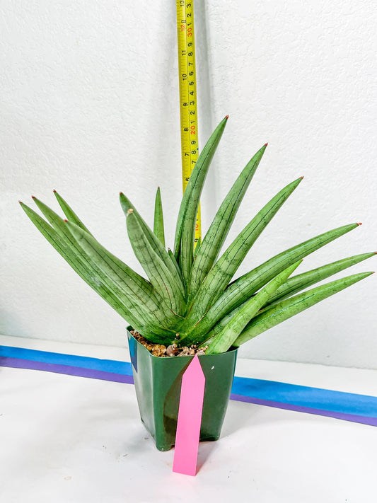 Sansevieria Silver Crown XXL (#D2) (Pink) | Imported Plants
