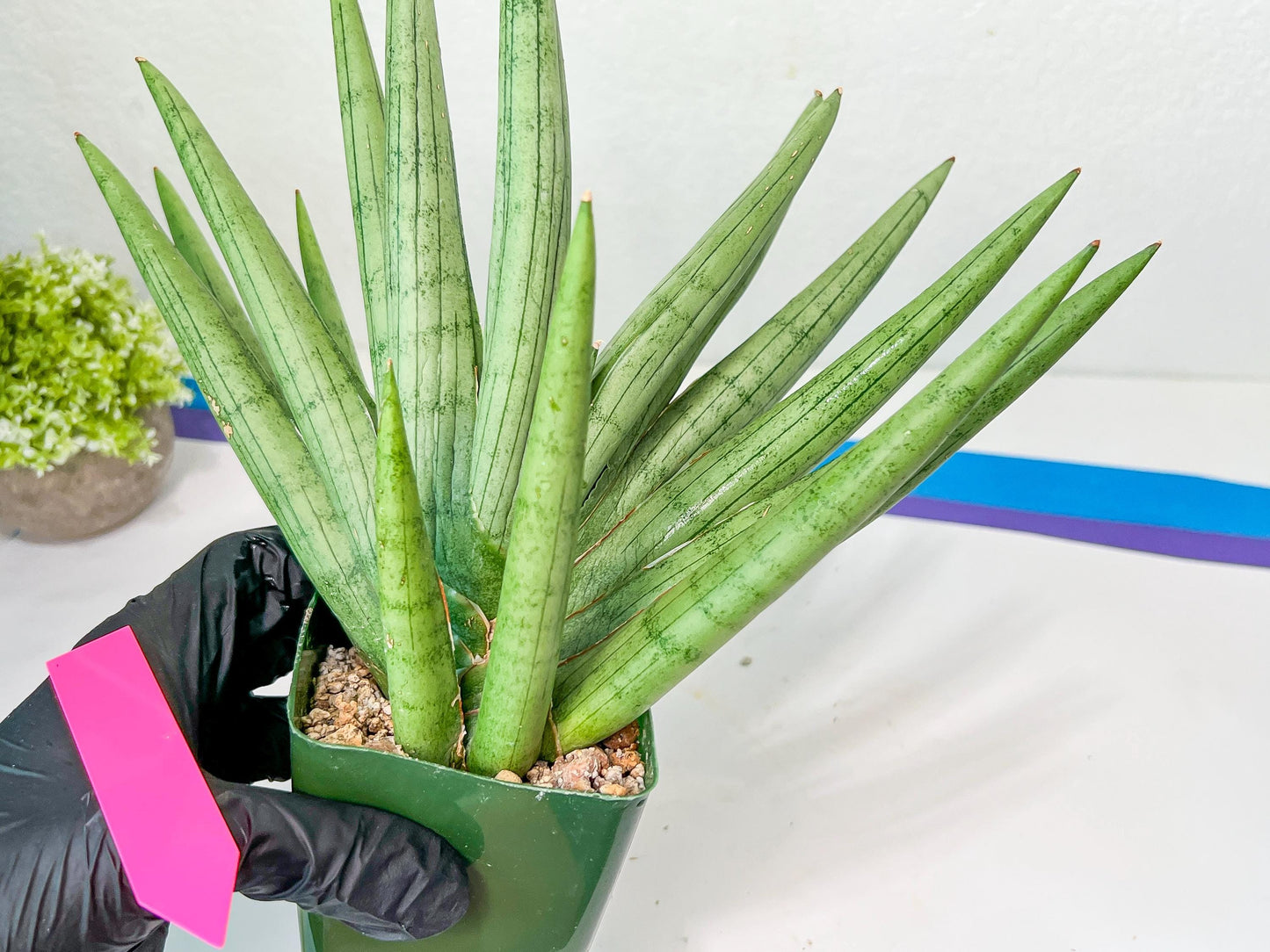 Sansevieria Silver Crown XXL (#D2) | Imported Plants | Rare Hybrid Species
