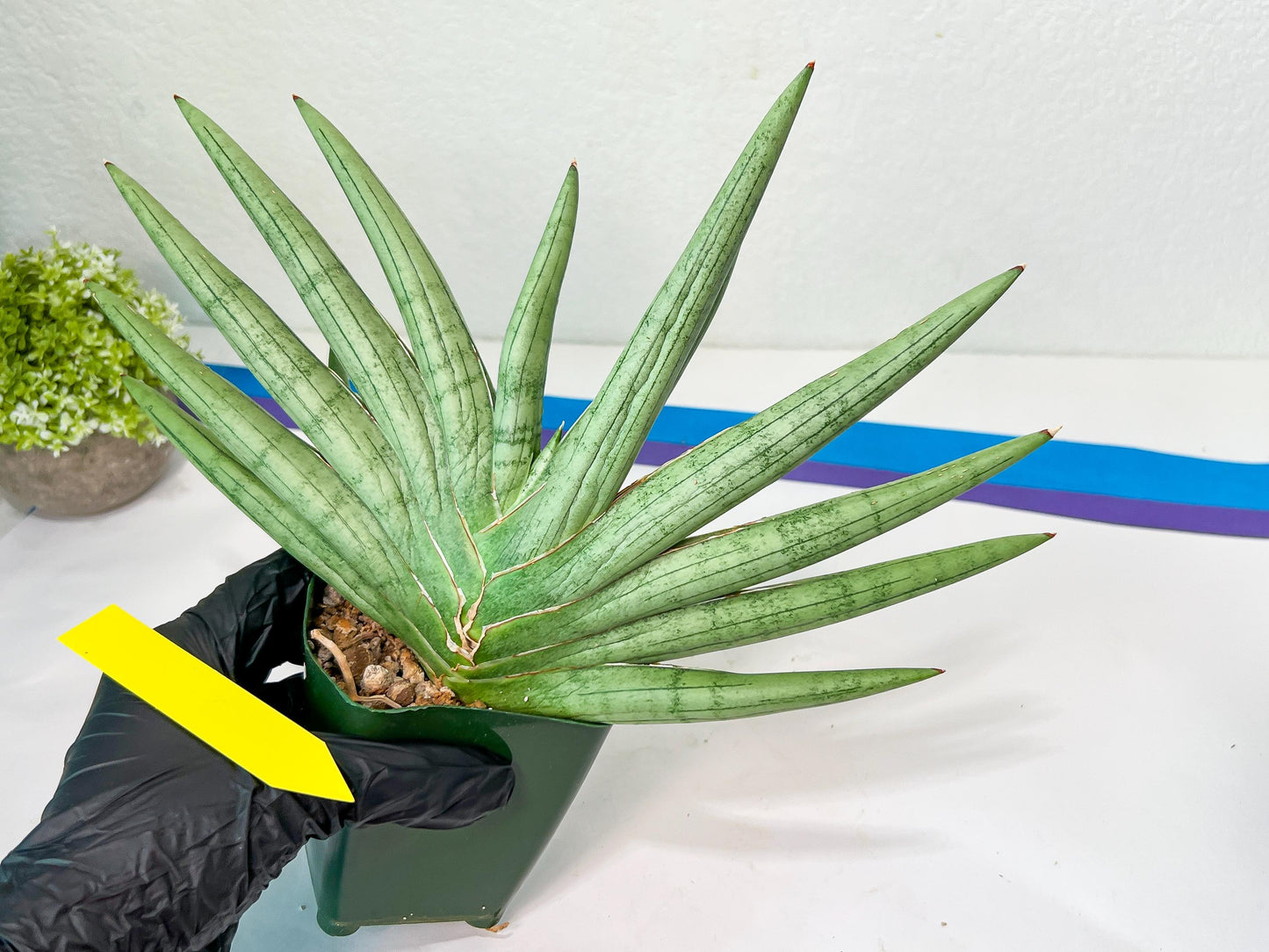 Sansevieria Silver Crown XXL (#D2) | Imported Plants | Rare Hybrid Species