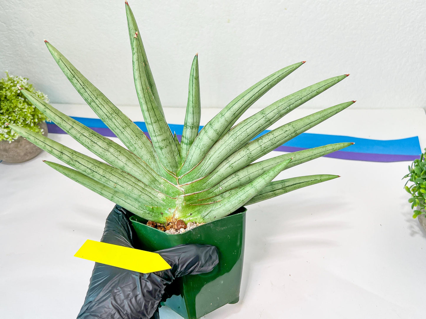 Sansevieria Silver Crown XXL (#D2) | Imported Plants | Rare Hybrid Species