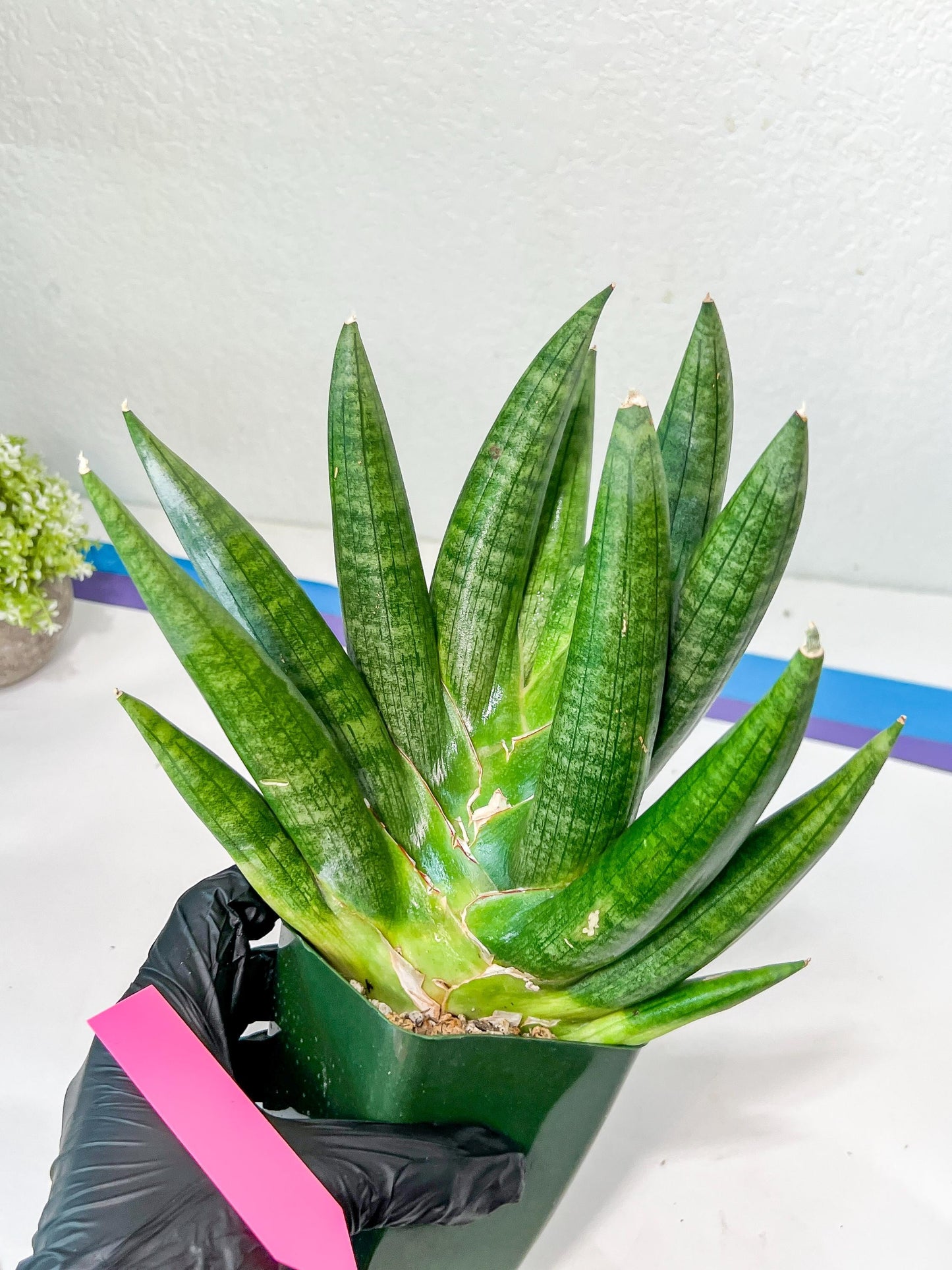 Sansevieria Kongiku XXL (#D2) | Imported Plants | Rare Hybrid Species