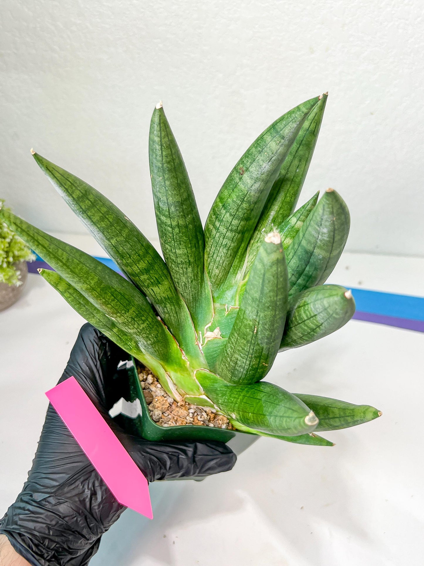 Sansevieria Kongiku XXL (#D2) | Imported Plants | Rare Hybrid Species