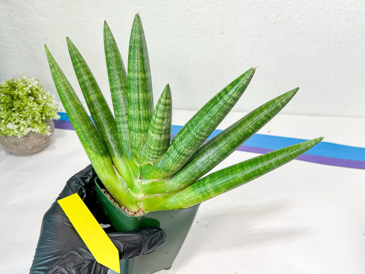 Sansevieria Kongiku XXL (#D2) | Imported Plants | Rare Hybrid Species