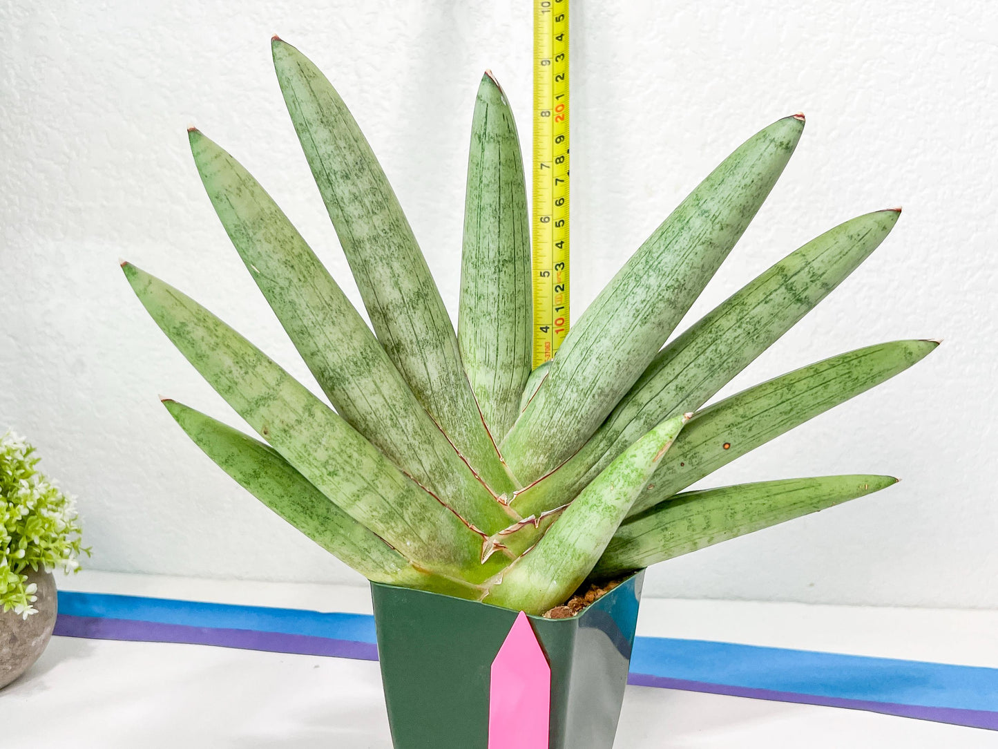 Sansevieria Big Silver XXL (#D2) | Rare Imported Plants | Hybrid Species