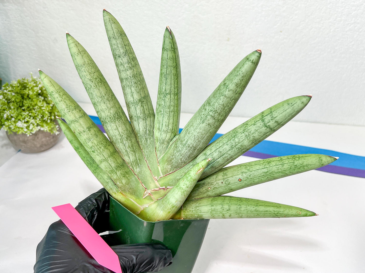 Sansevieria Big Silver XXL (#D2) | Rare Imported Plants | Hybrid Species