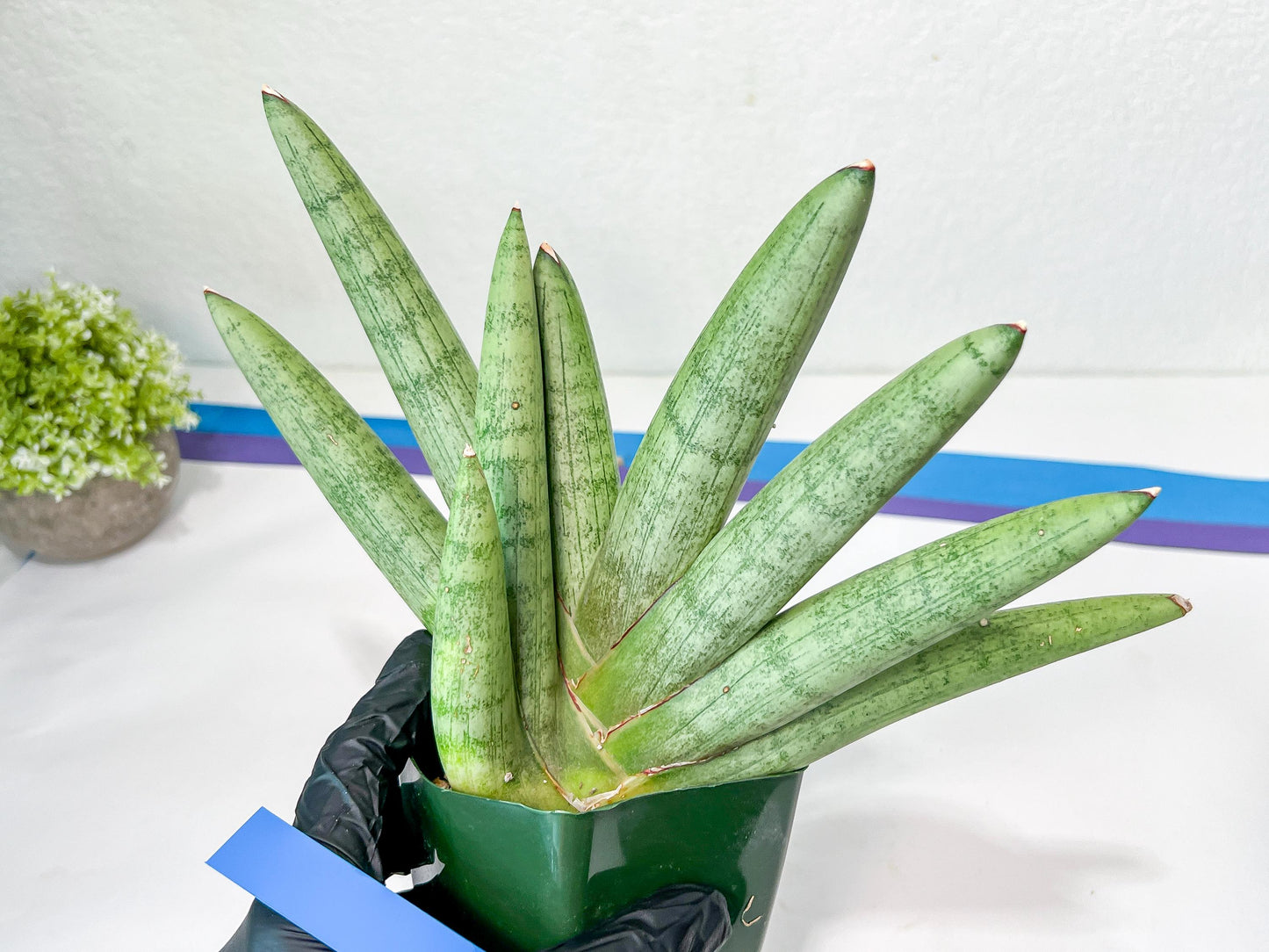 Sansevieria Big Silver XXL (#D2) | Rare Imported Plants | Hybrid Species