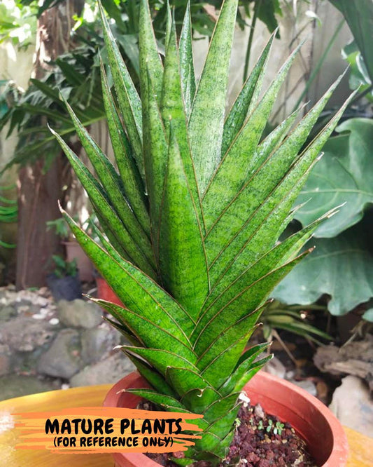 Sansevieria Asancaya (AC58) | Rare Imported House Plants