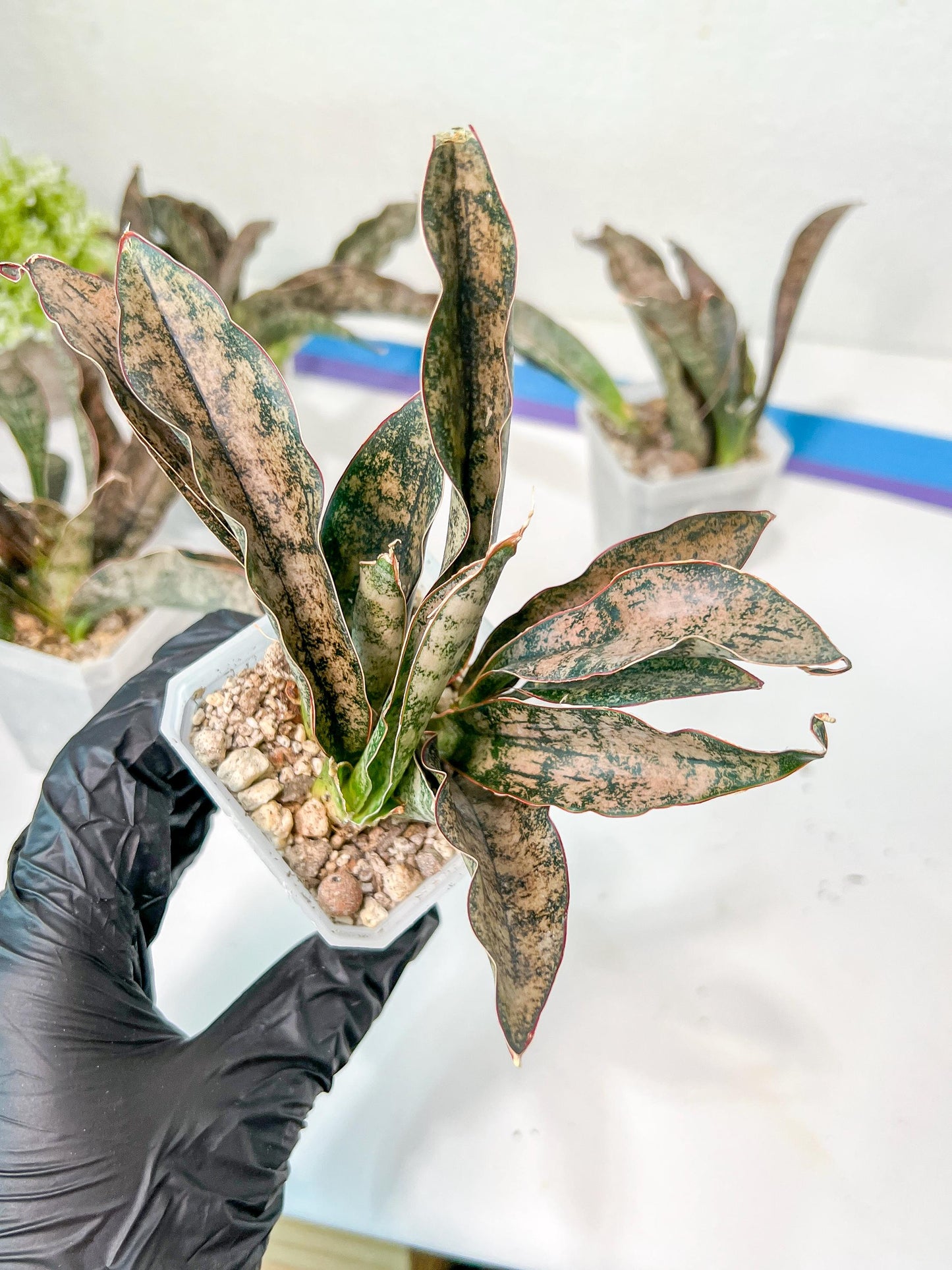 Sansevieria kirkii Coppertone | Give yourself a little green reward