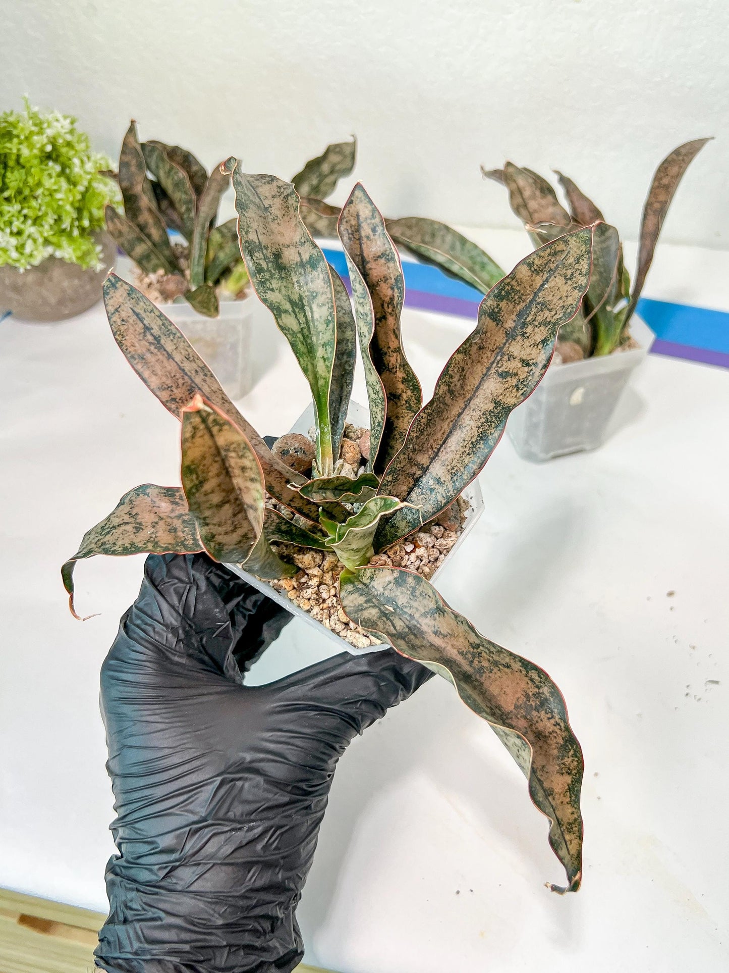 Sansevieria kirkii Coppertone | Give yourself a little green reward